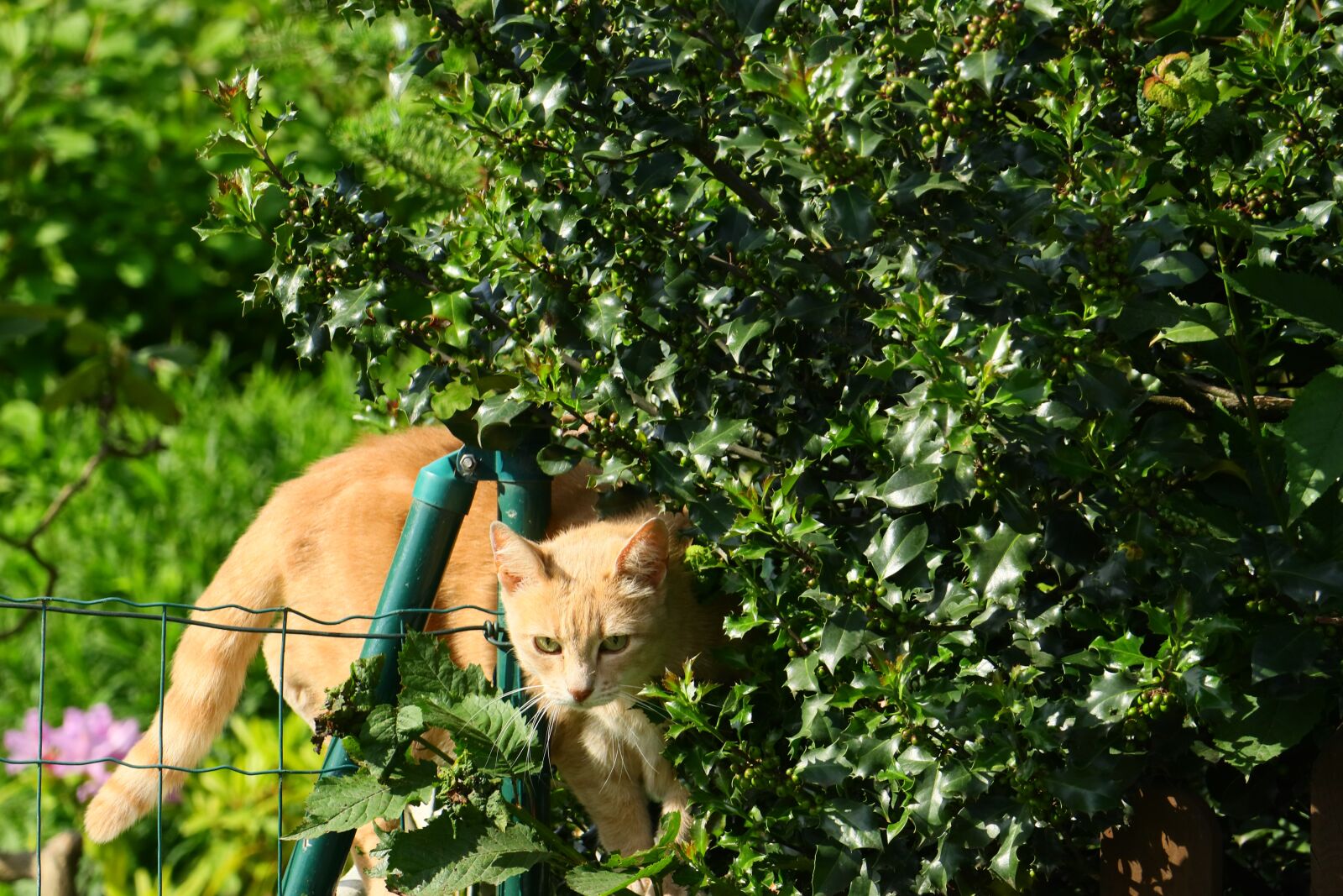 Canon EOS M5 + Canon EF-M 18-150mm F3.5-6.3 IS STM sample photo. Cat, female, curious photography