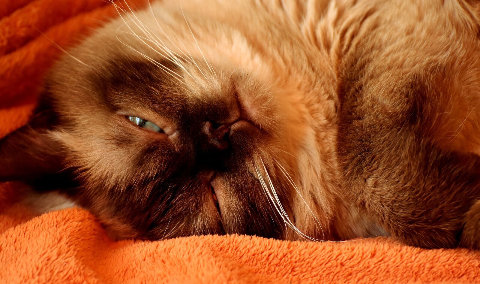 Nikon D7200 sample photo. British shorthair, cat, thoroughbred photography
