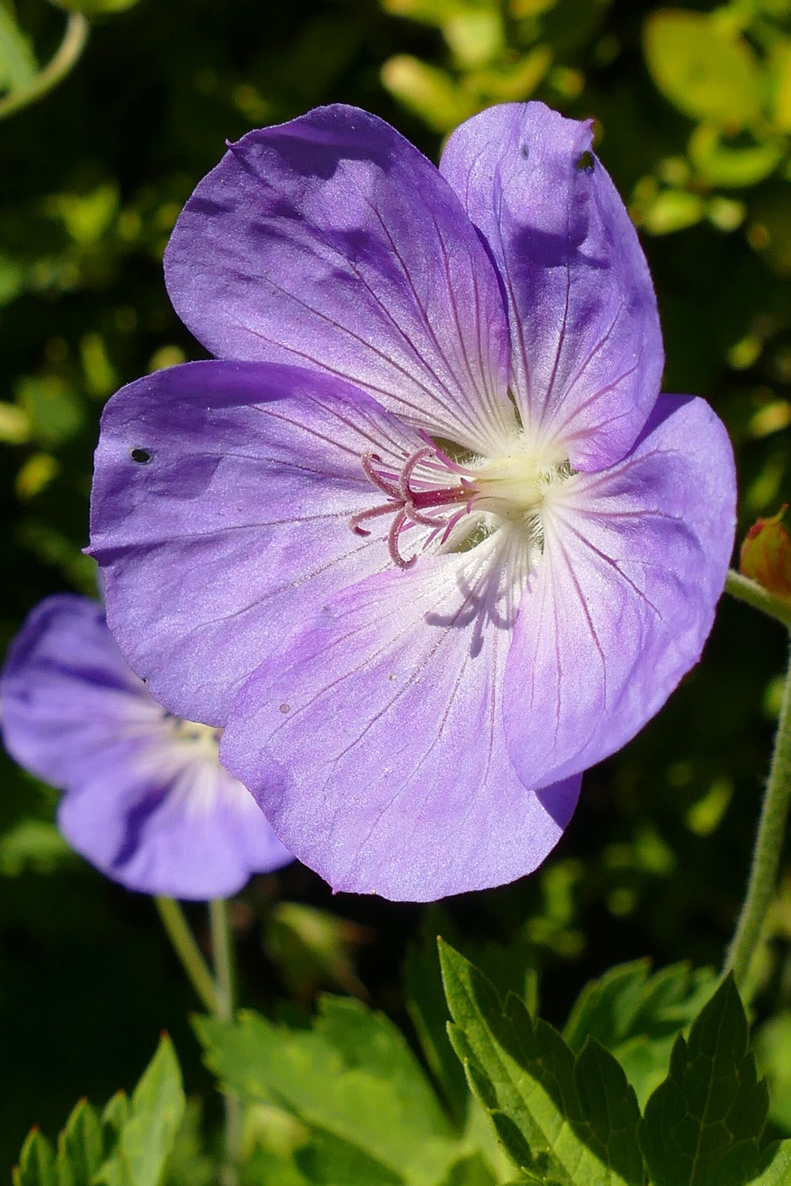 Panasonic Lumix DMC-FZ1000 sample photo. Flower, plant, flora photography