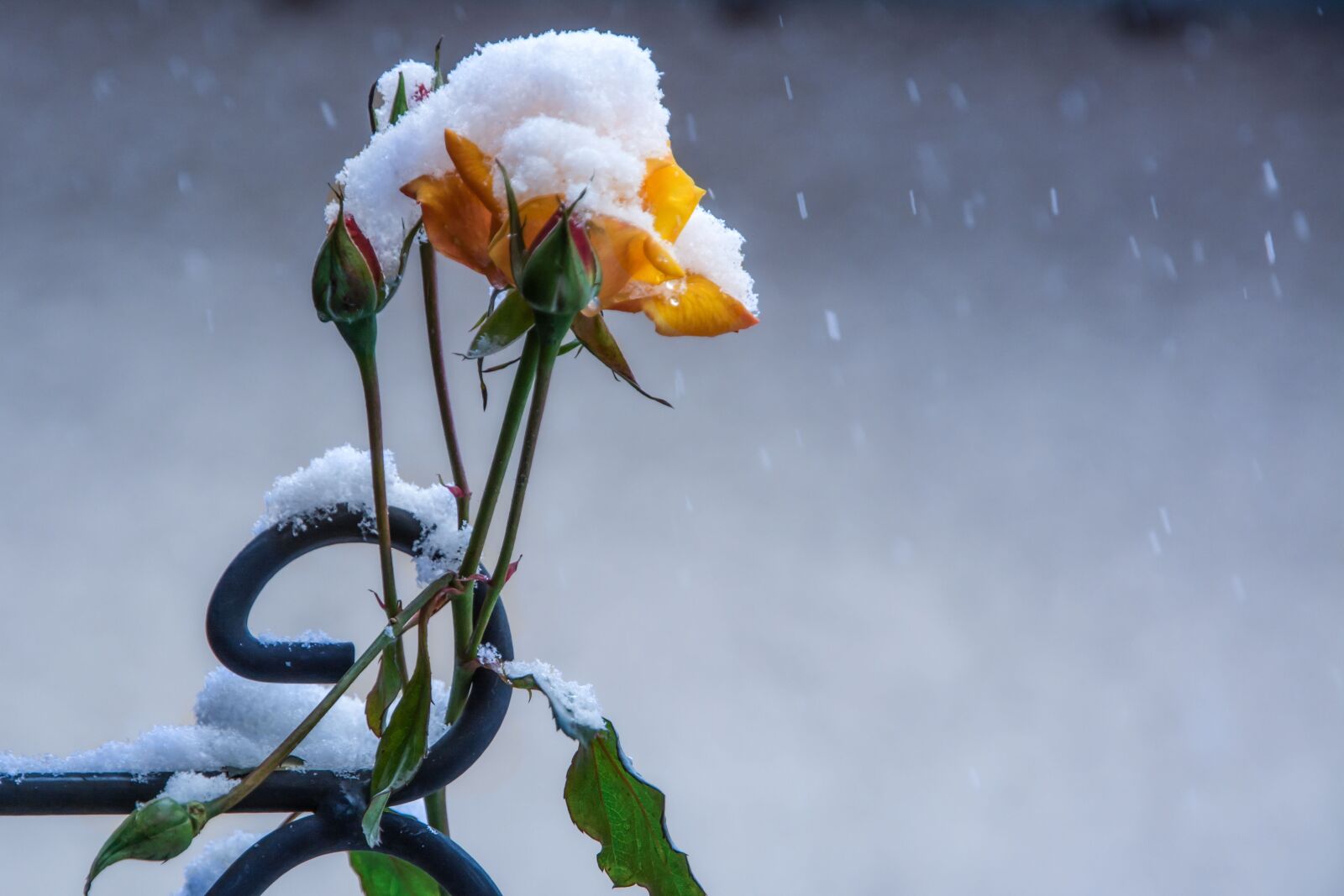Nikon D7100 sample photo. Rose, winter, flowers photography