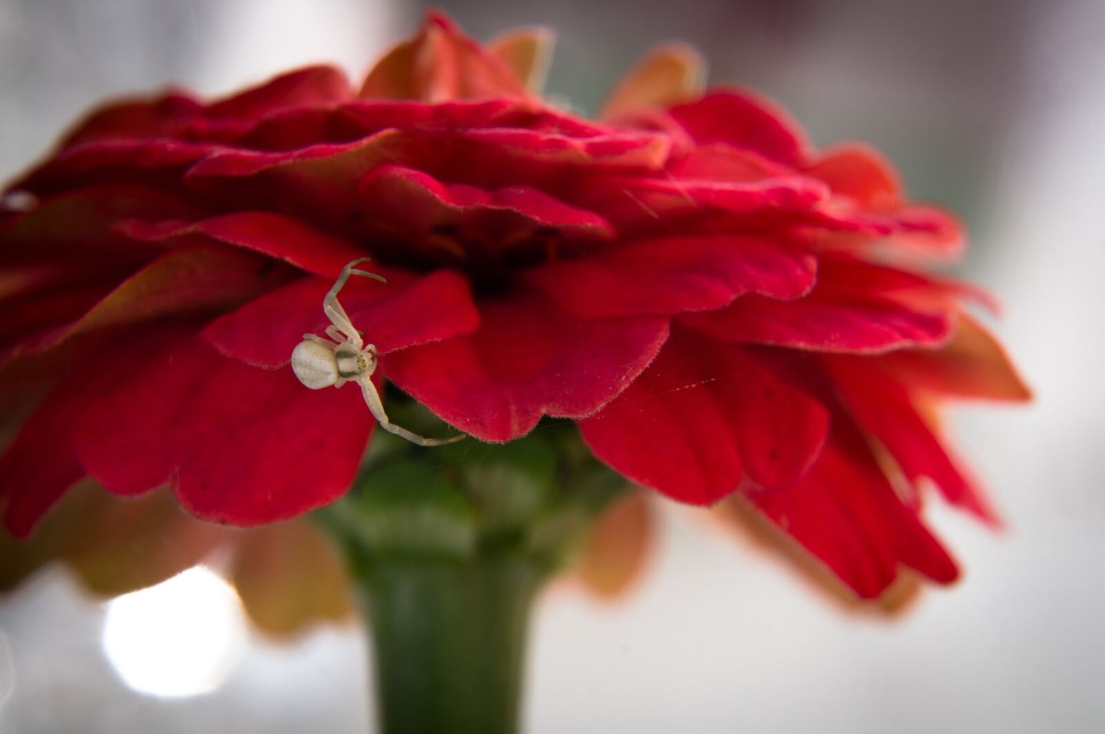 Sony SLT-A57 sample photo. Red, flower, white photography