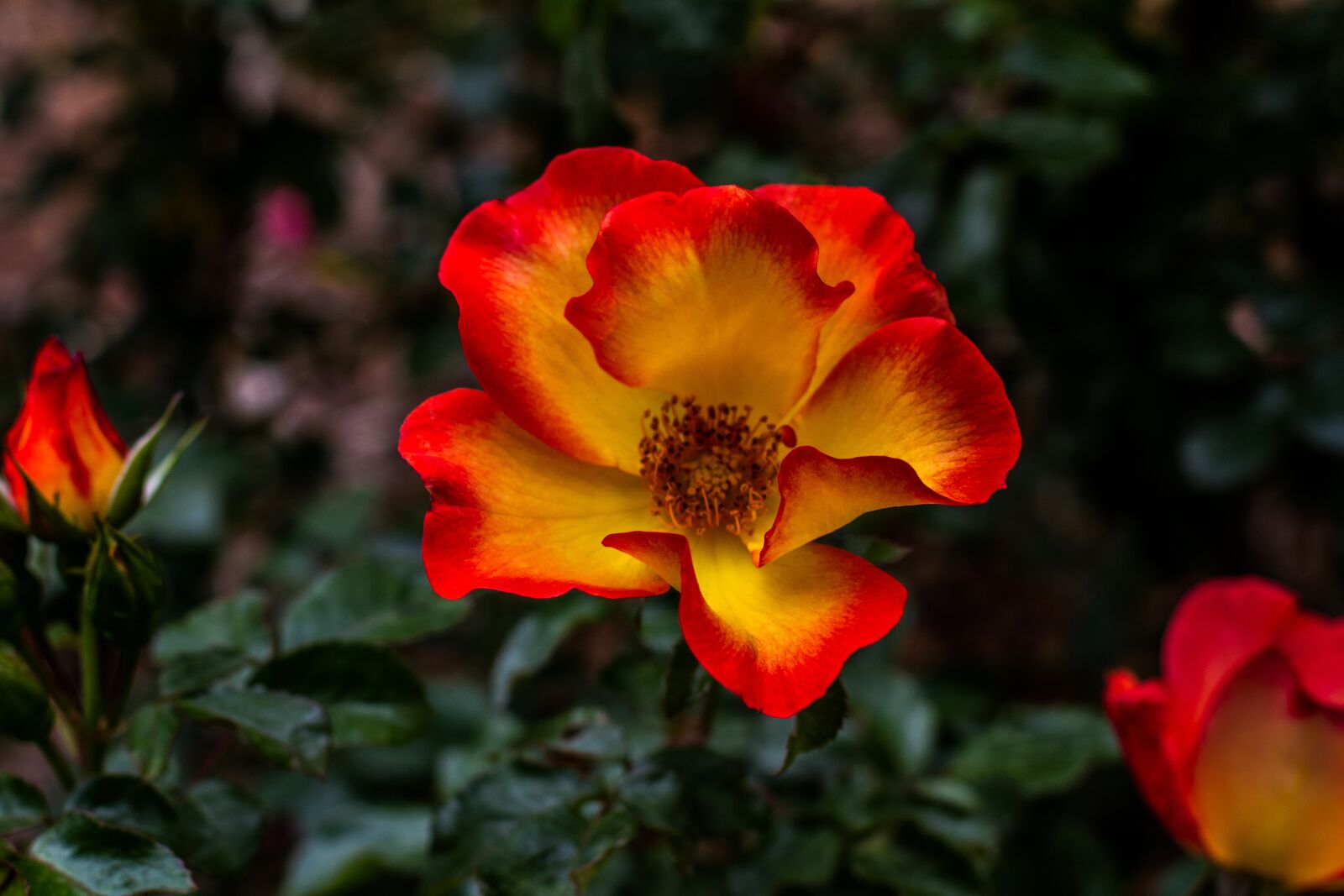 Canon EOS 7D + Canon EF 50mm F1.4 USM sample photo. Flower rose, red, yellow photography