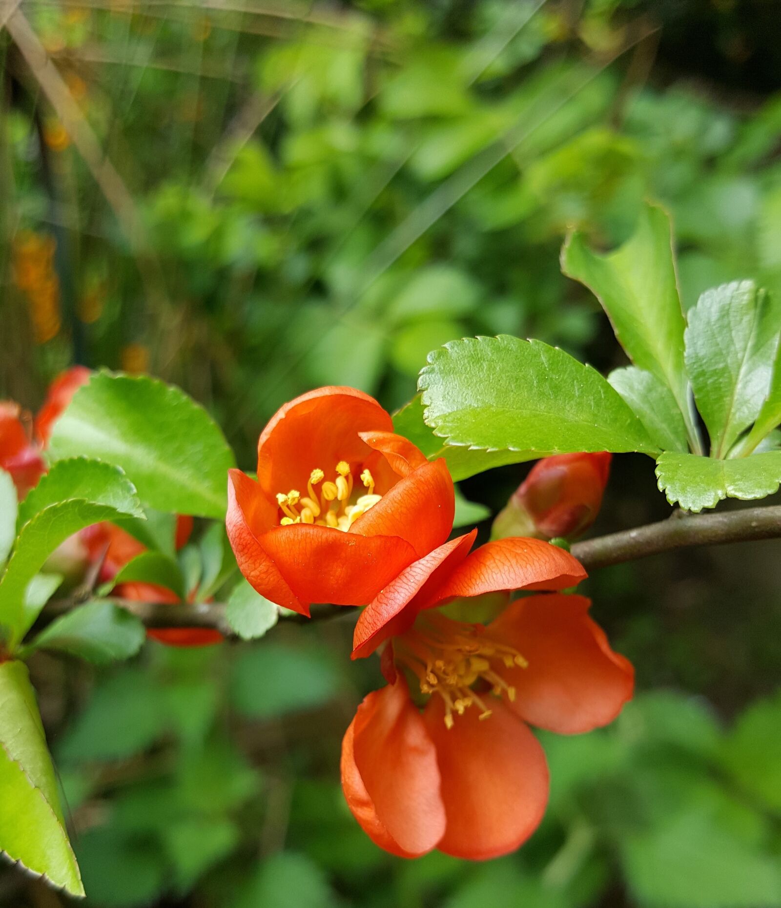 Samsung Galaxy S6 sample photo. Escallonia rubra, tree blossom photography