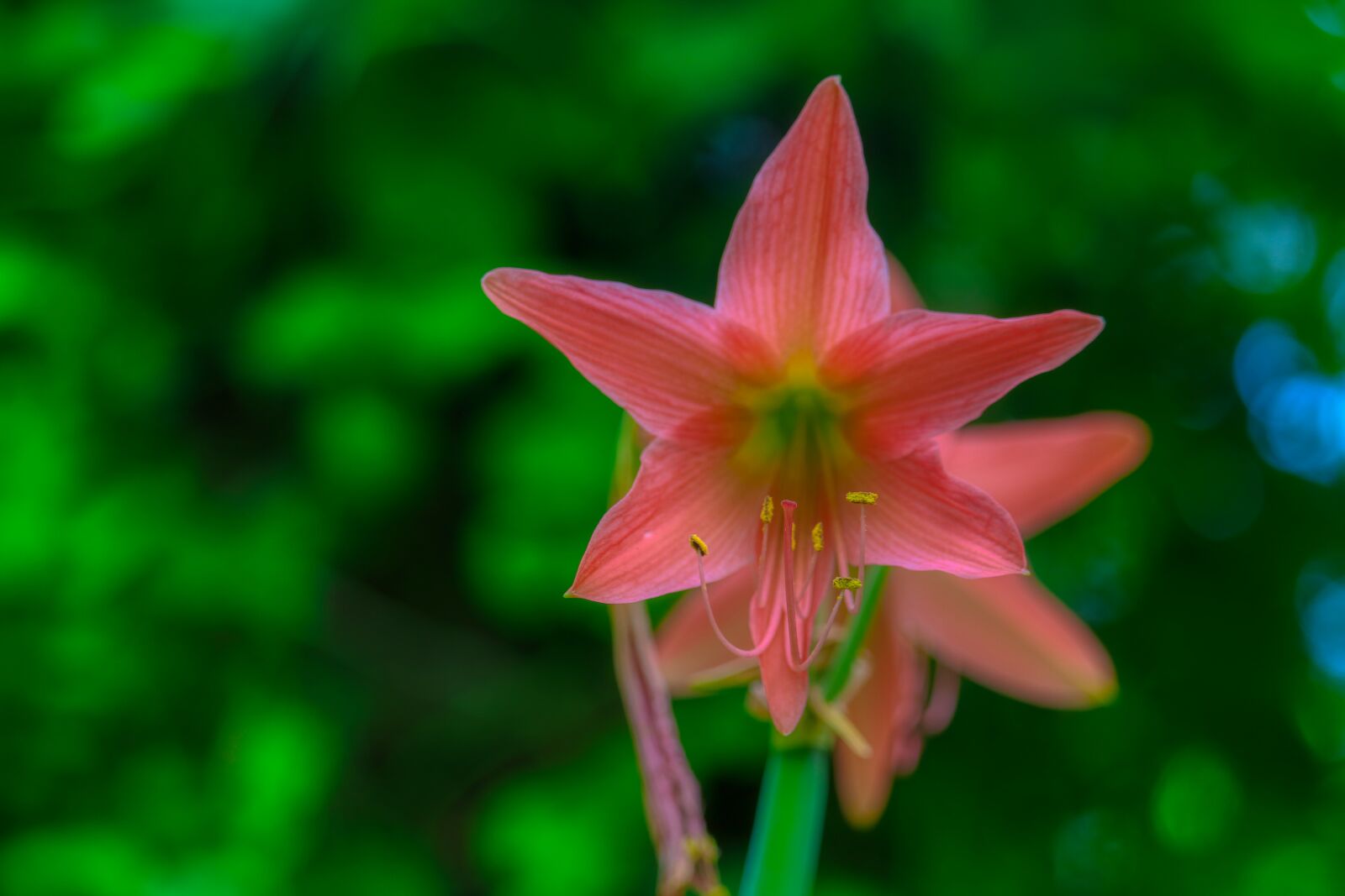 Canon EF-S 55-250mm F4-5.6 IS STM sample photo. Thailand, plant, floral photography