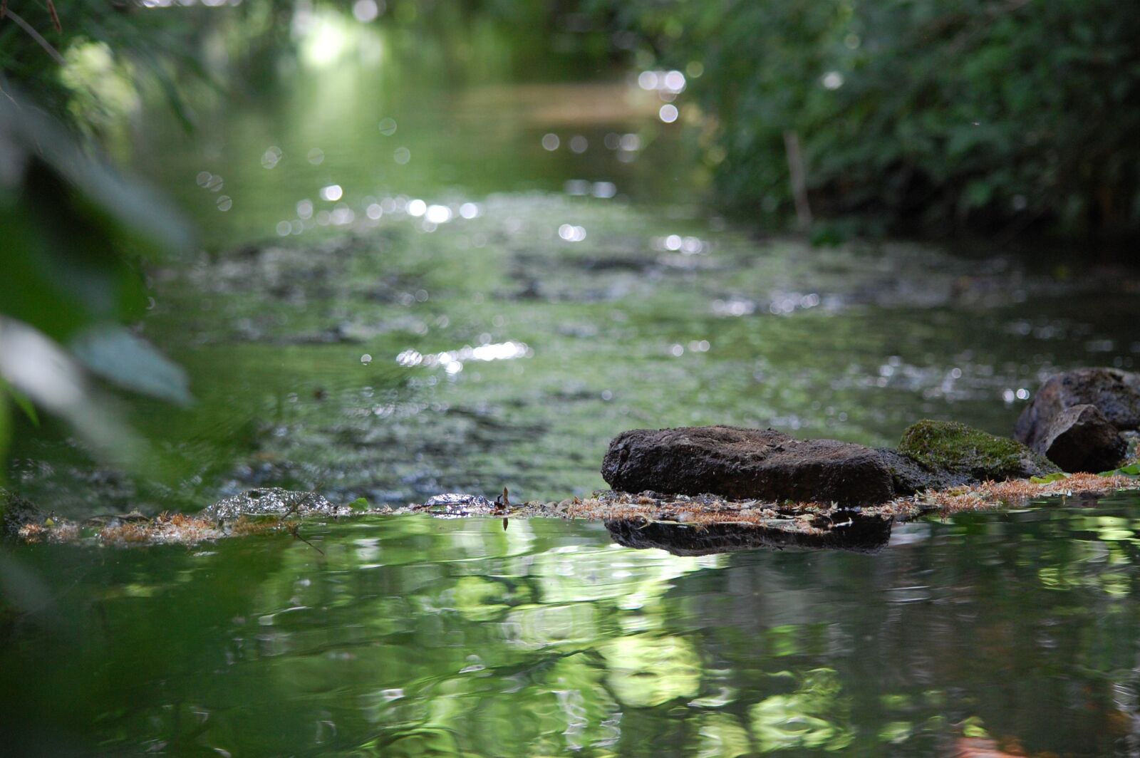 Nikon D40 sample photo. Bach, water, nature photography