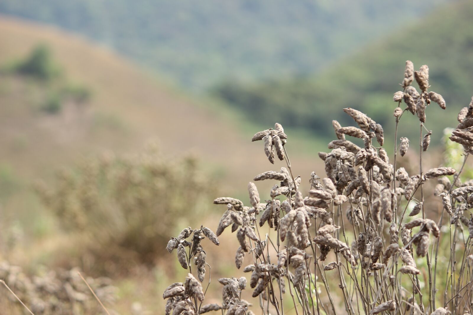 Canon EOS 600D (Rebel EOS T3i / EOS Kiss X5) sample photo. Nature, forest, landscape photography