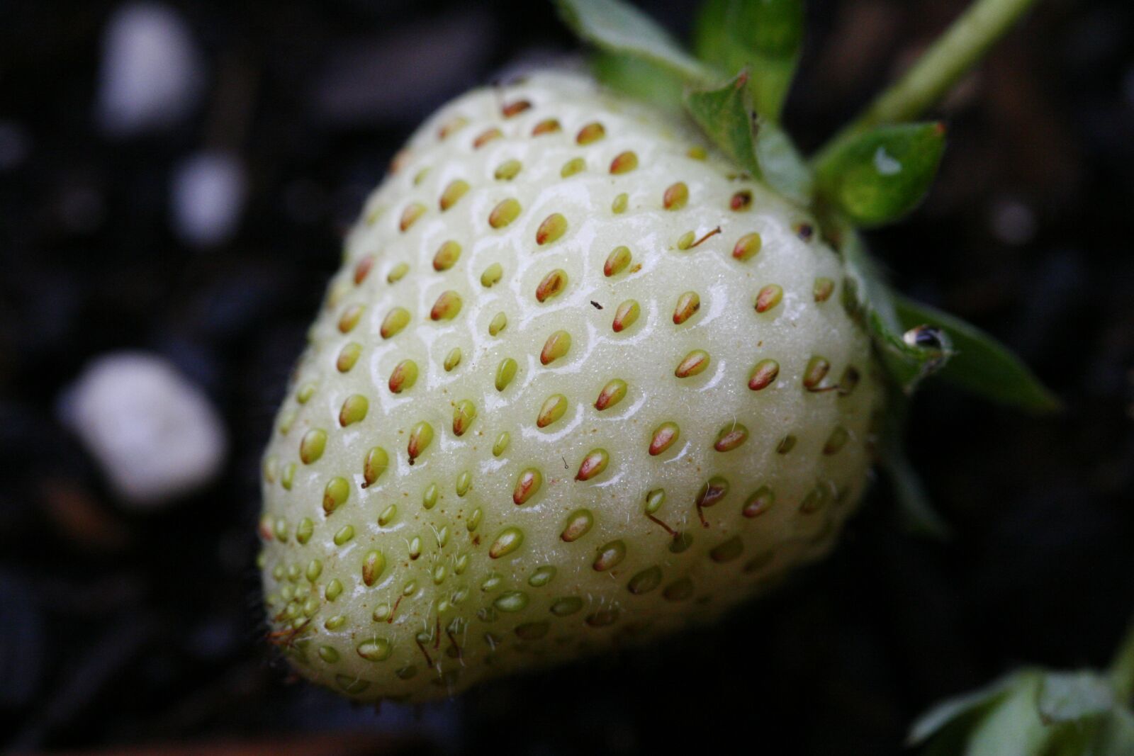 Canon EOS 30D sample photo. Strawberry, fruits, unripe photography