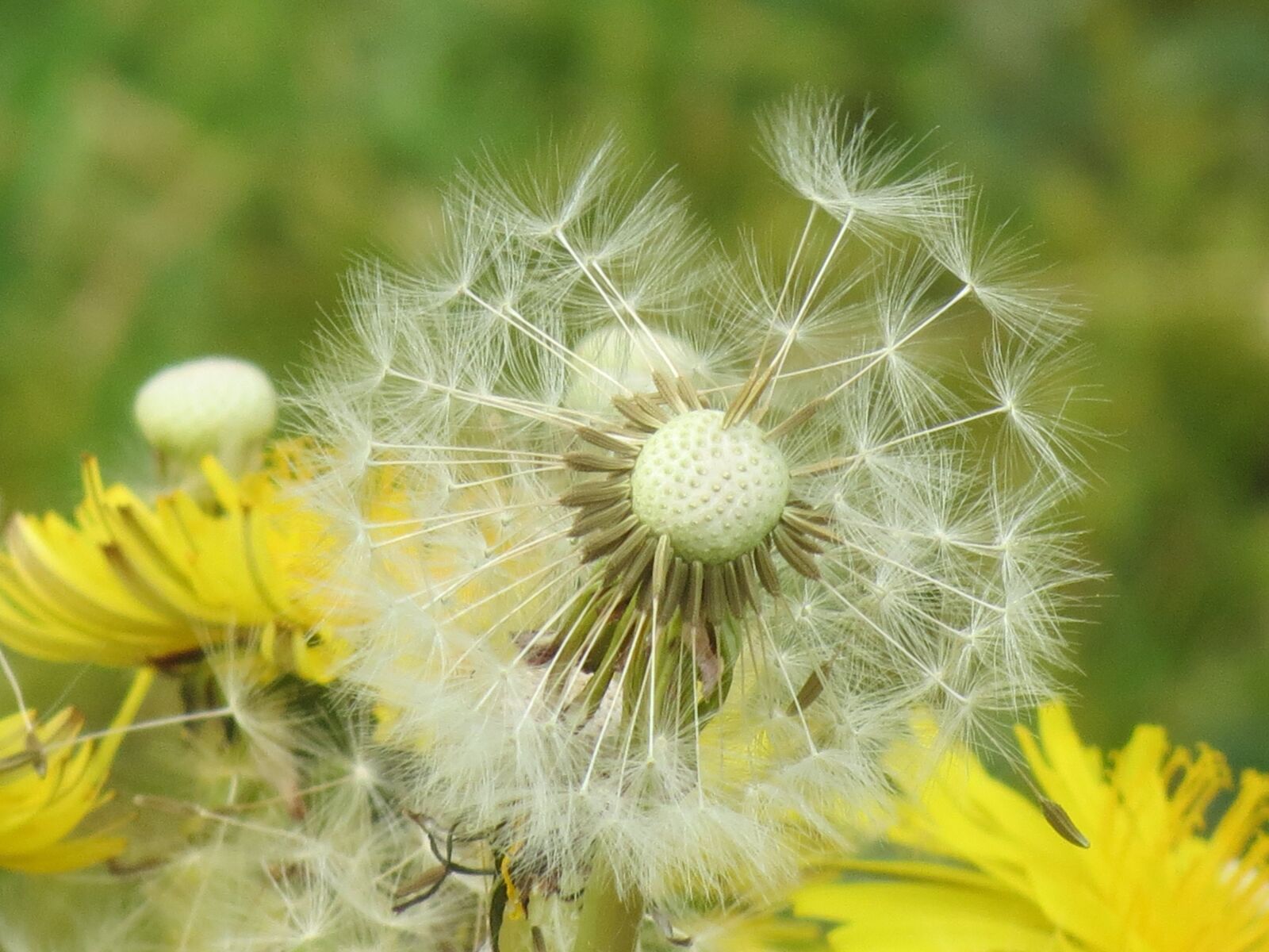 Canon PowerShot SX40 HS sample photo. Dandelion, spring, seeds photography