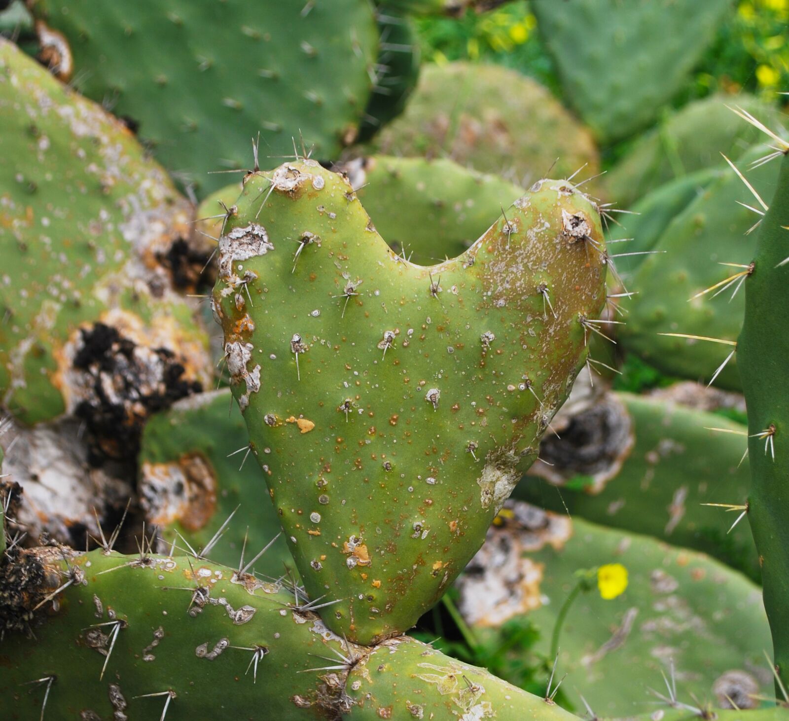 Nikon D60 sample photo. Cactus, spine, prickly photography