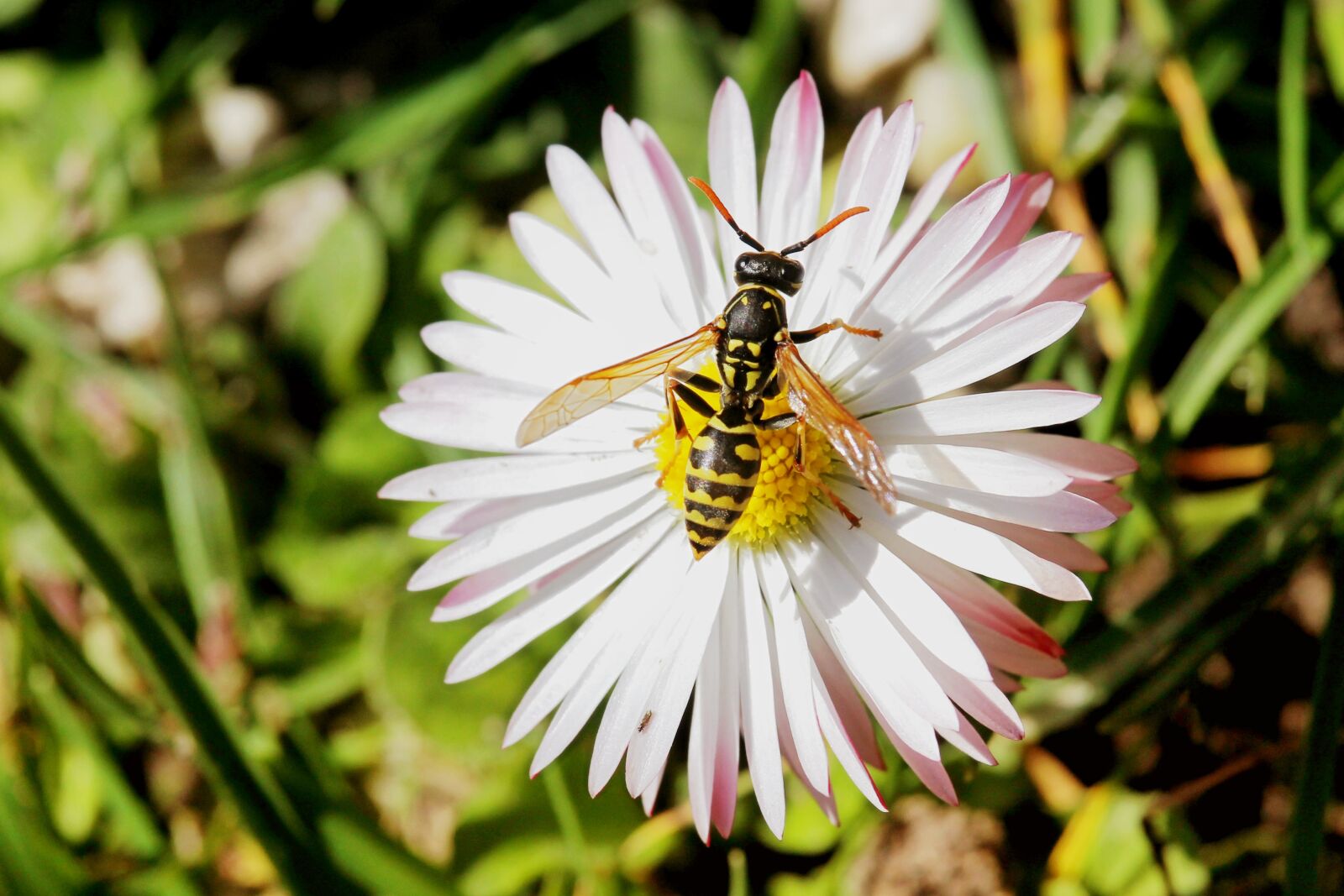 Canon EF-S 55-250mm F4-5.6 IS STM sample photo. Blossom, bloom, insect photography