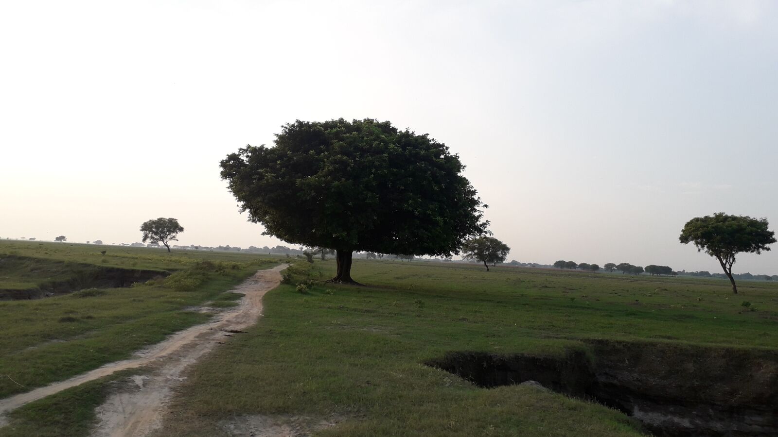 Samsung Galaxy J4 sample photo. Trees, tree, nature photography