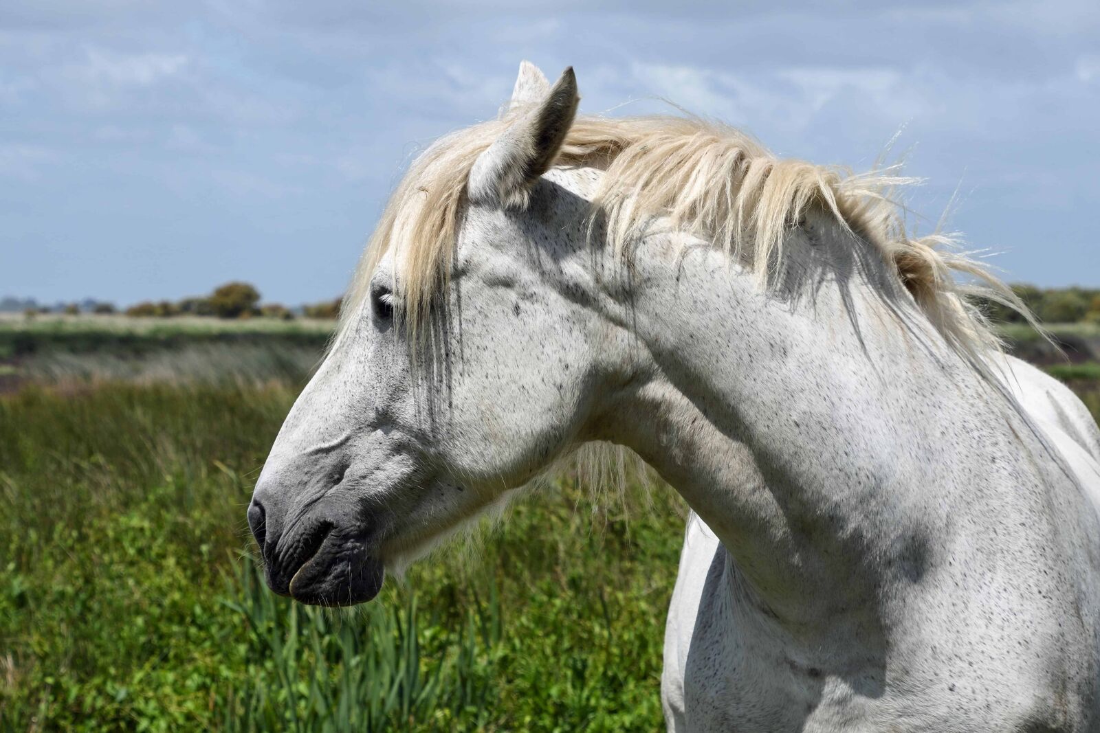 Nikon D500 sample photo. Grass, nature, equine, white photography