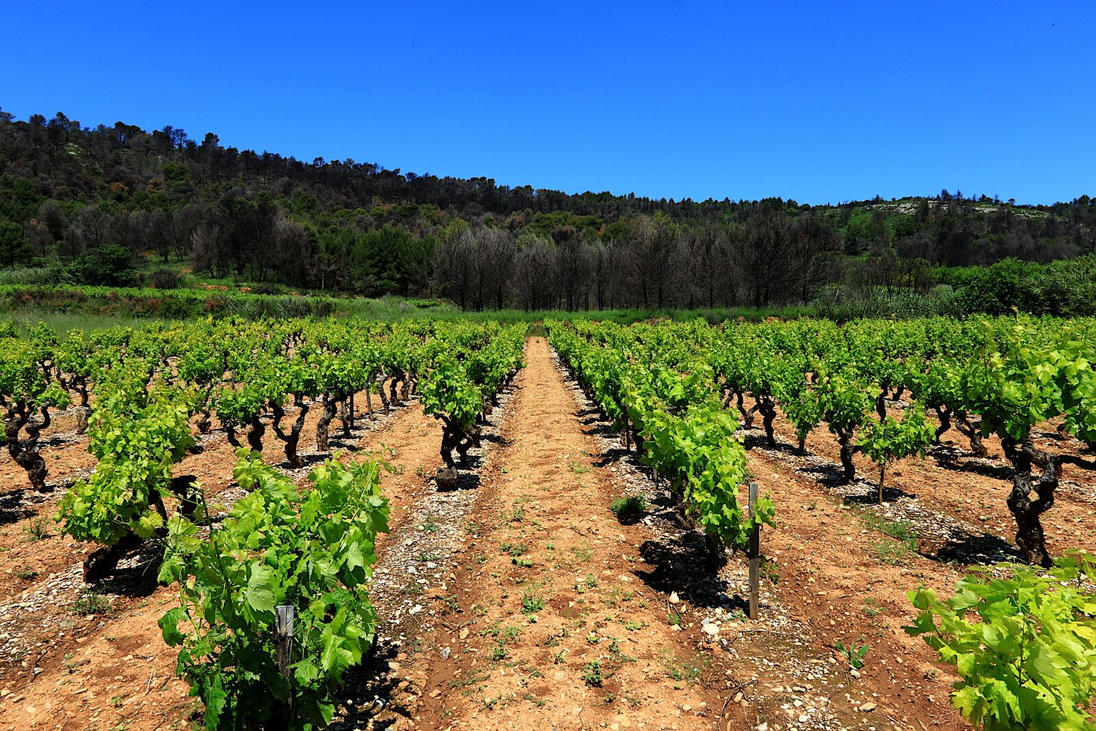 Canon PowerShot G1 X Mark III sample photo. Vineyard, vine, france photography