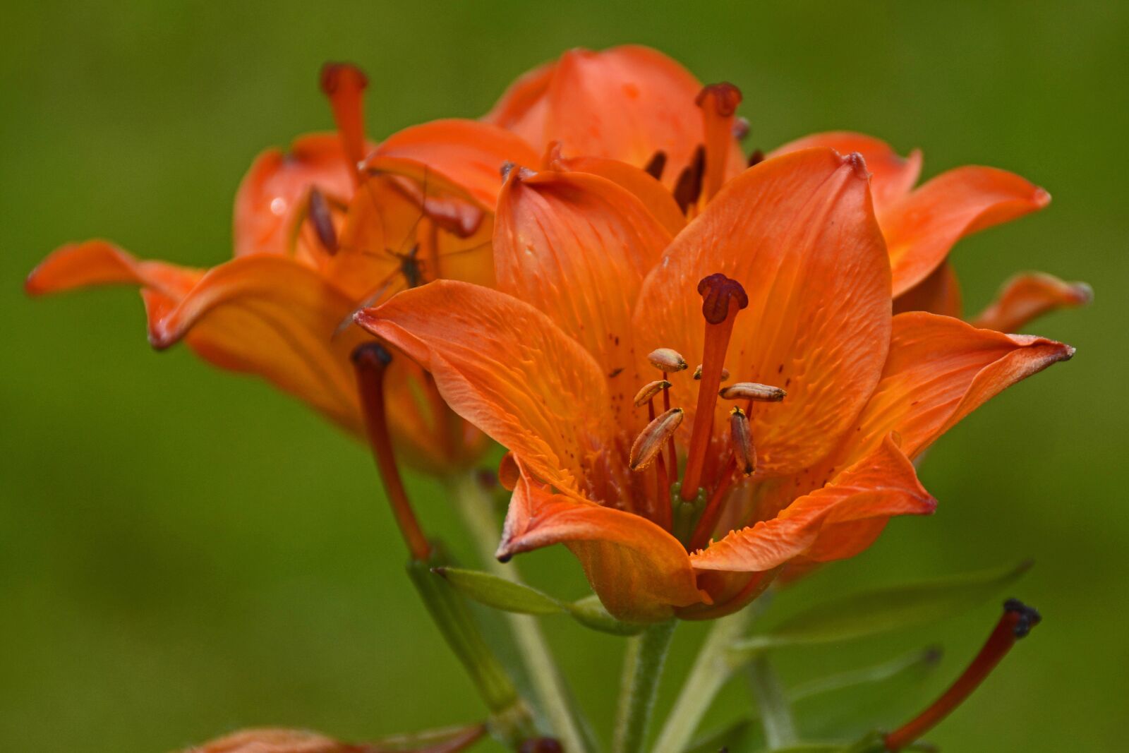 Nikon D7100 sample photo. Lily, blossom, bloom photography