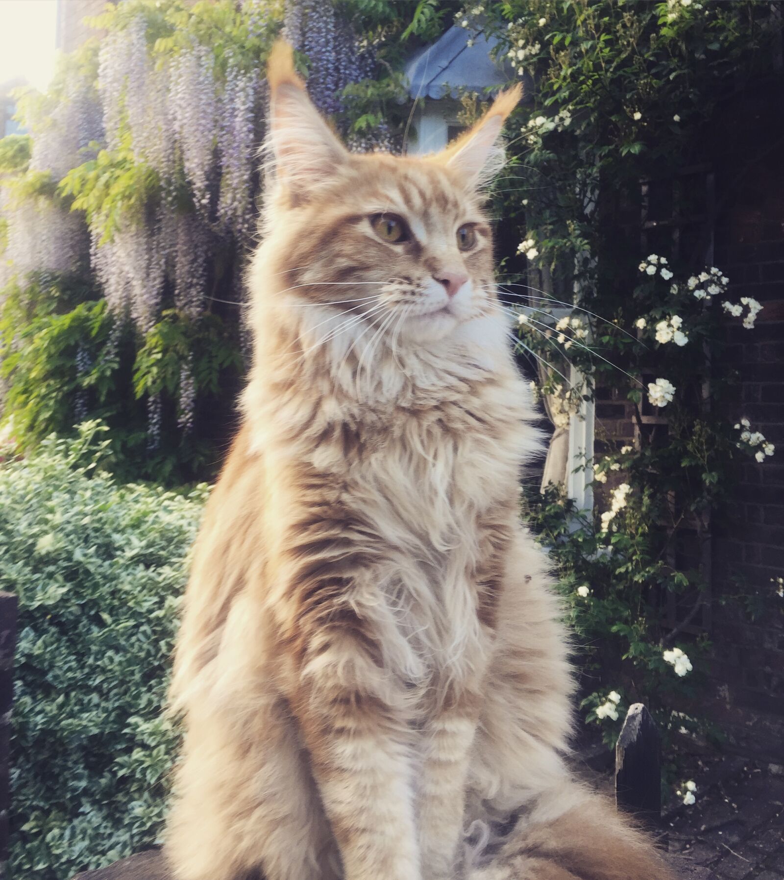 Apple iPhone 6 sample photo. Ginger, cat, maine, coon photography