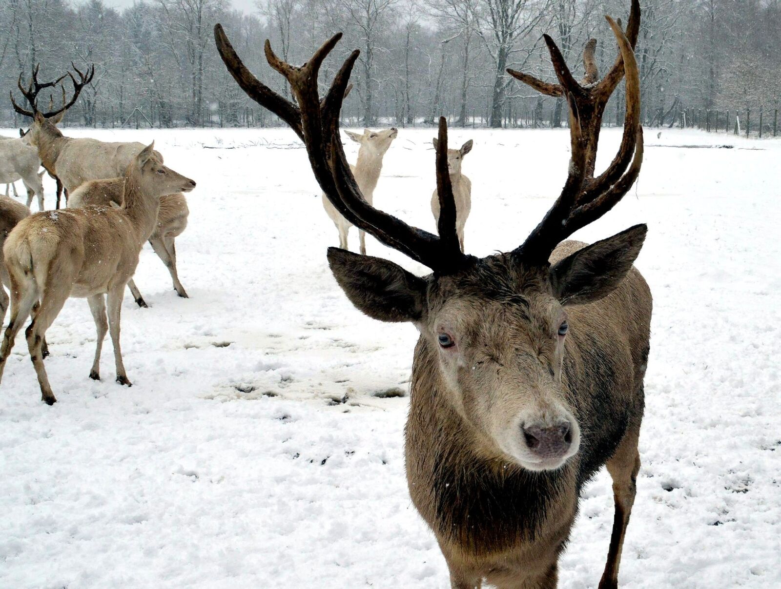 Nikon D3200 sample photo. Antler, hirsch, red deer photography
