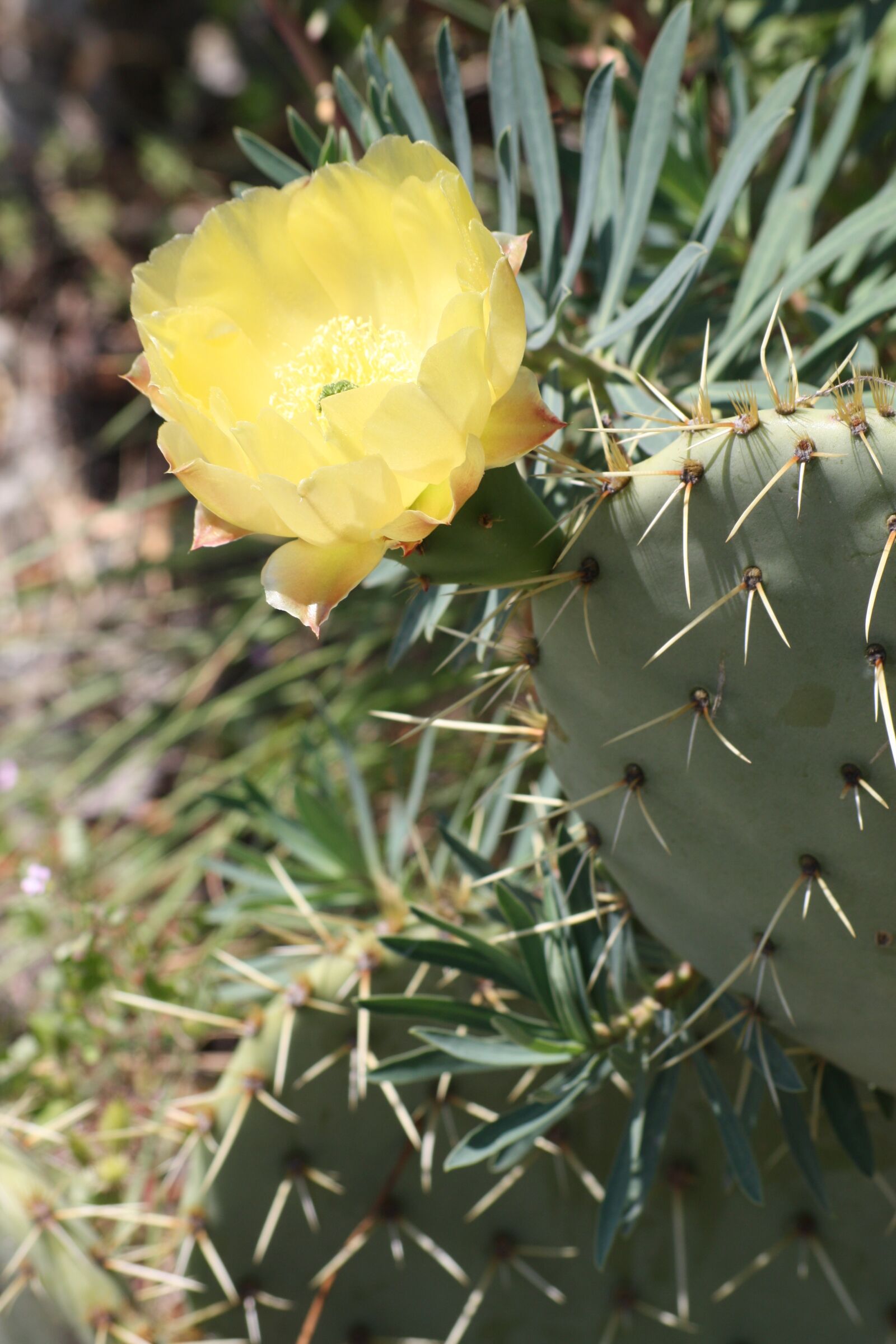Canon EOS 450D (EOS Rebel XSi / EOS Kiss X2) sample photo. Cactus, provence, nature photography