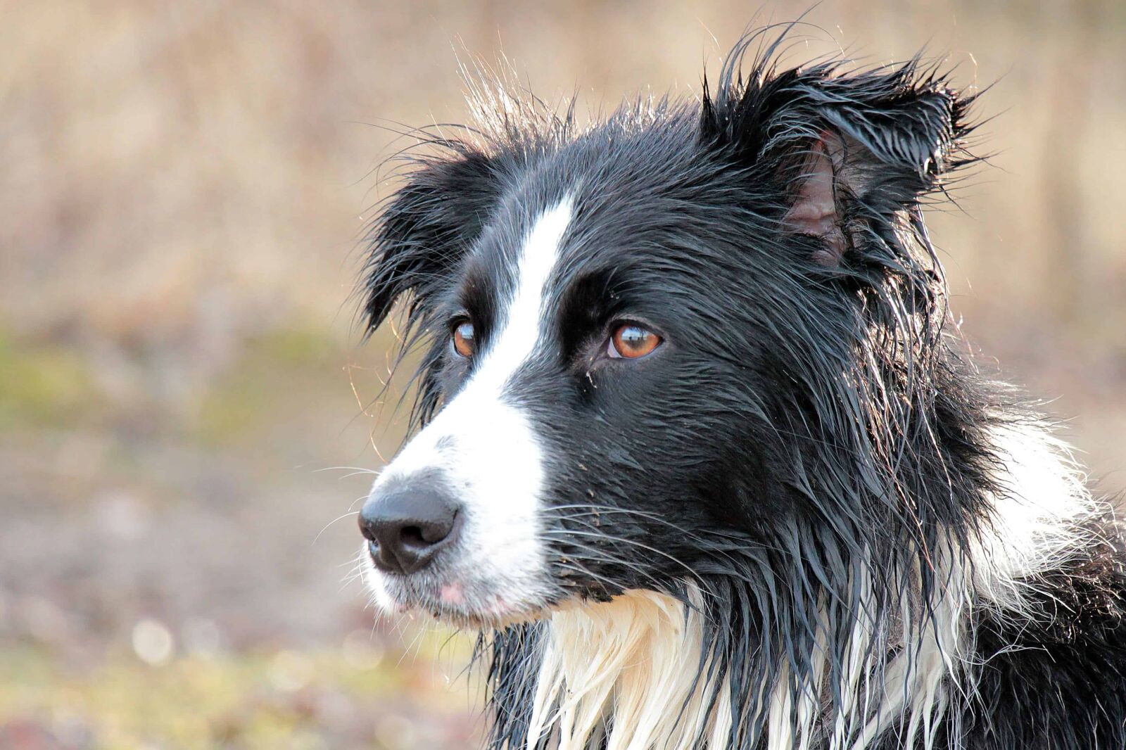 Canon EOS 550D (EOS Rebel T2i / EOS Kiss X4) sample photo. Cute, animal, dog, pet photography