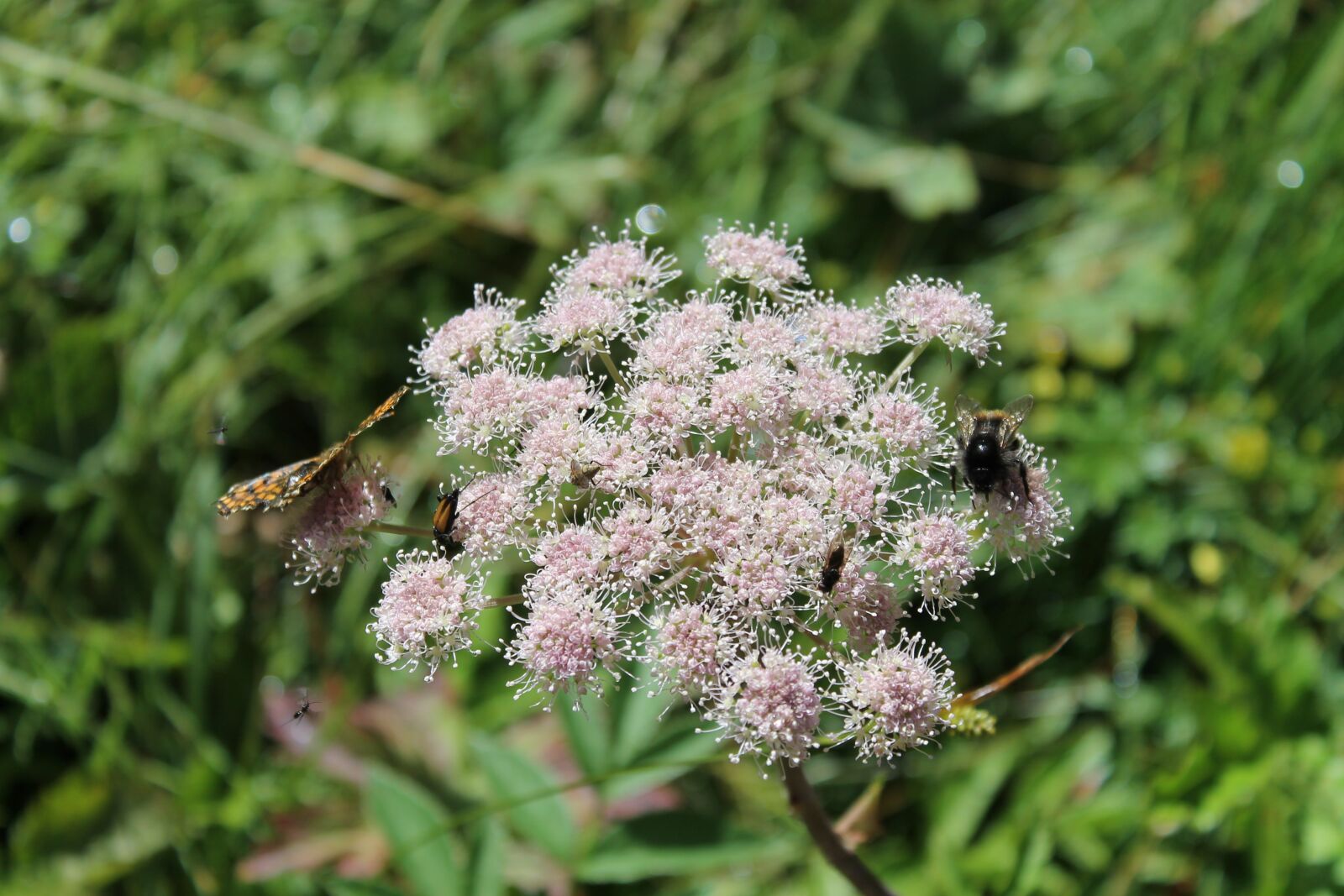 Canon EOS 1100D (EOS Rebel T3 / EOS Kiss X50) sample photo. Flowers, insects, nature photography