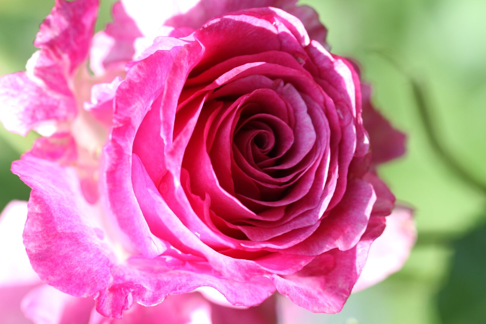 Canon EOS 7D sample photo. Flower, rose, flora photography