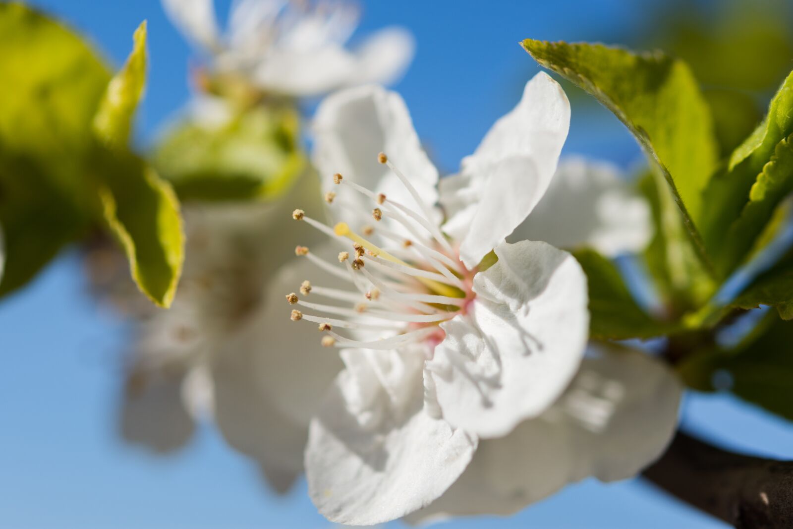 Nikon D7200 sample photo. Nature, flowers, cherry photography