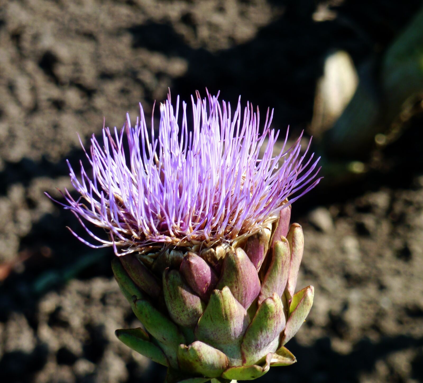 Panasonic DMC-TZ7 sample photo. Blossom, bloom, artichoke flower photography