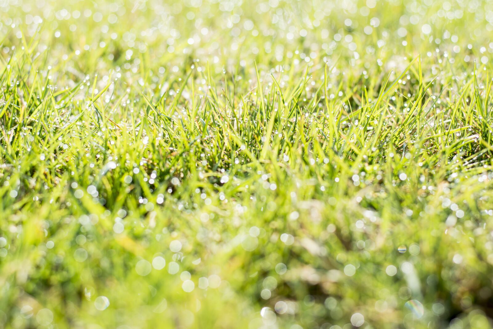 Nikon D5200 sample photo. Grass, nature, green photography