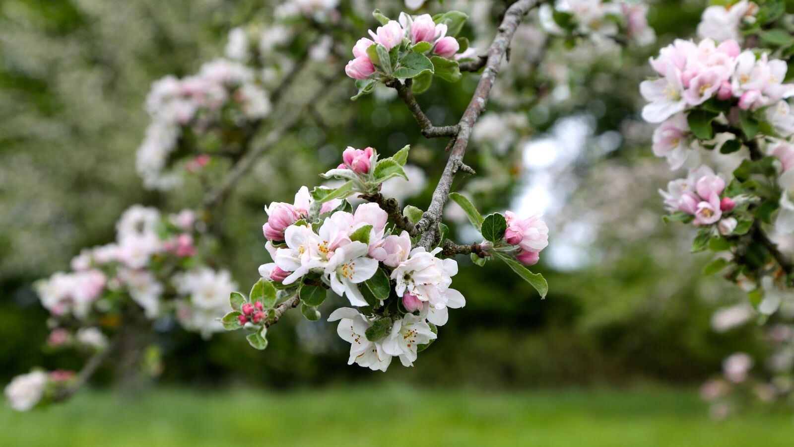 Canon EF 24-105mm F4L IS USM sample photo. Apple, flower, spring photography