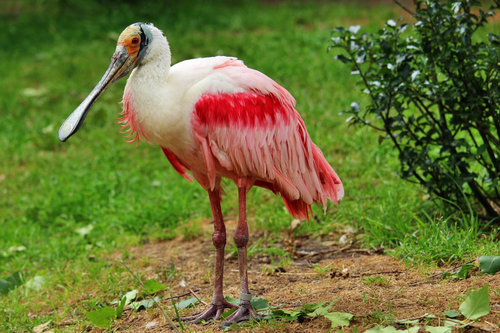 Canon EF-S 55-250mm F4-5.6 IS STM sample photo. Roseate spoonbill, bird, l photography