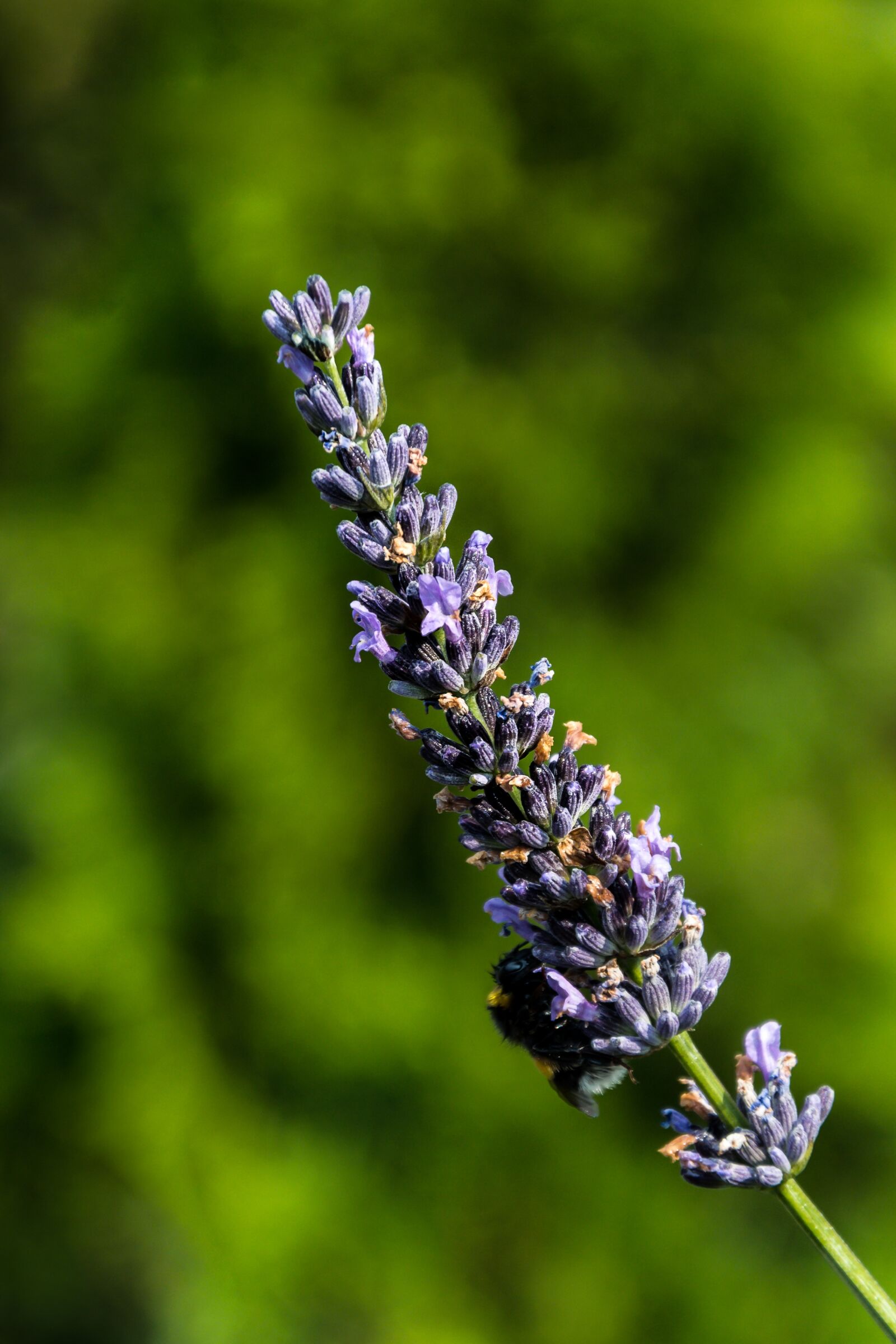 Nikon D3100 sample photo. Lavender, flowers, inflorescence photography