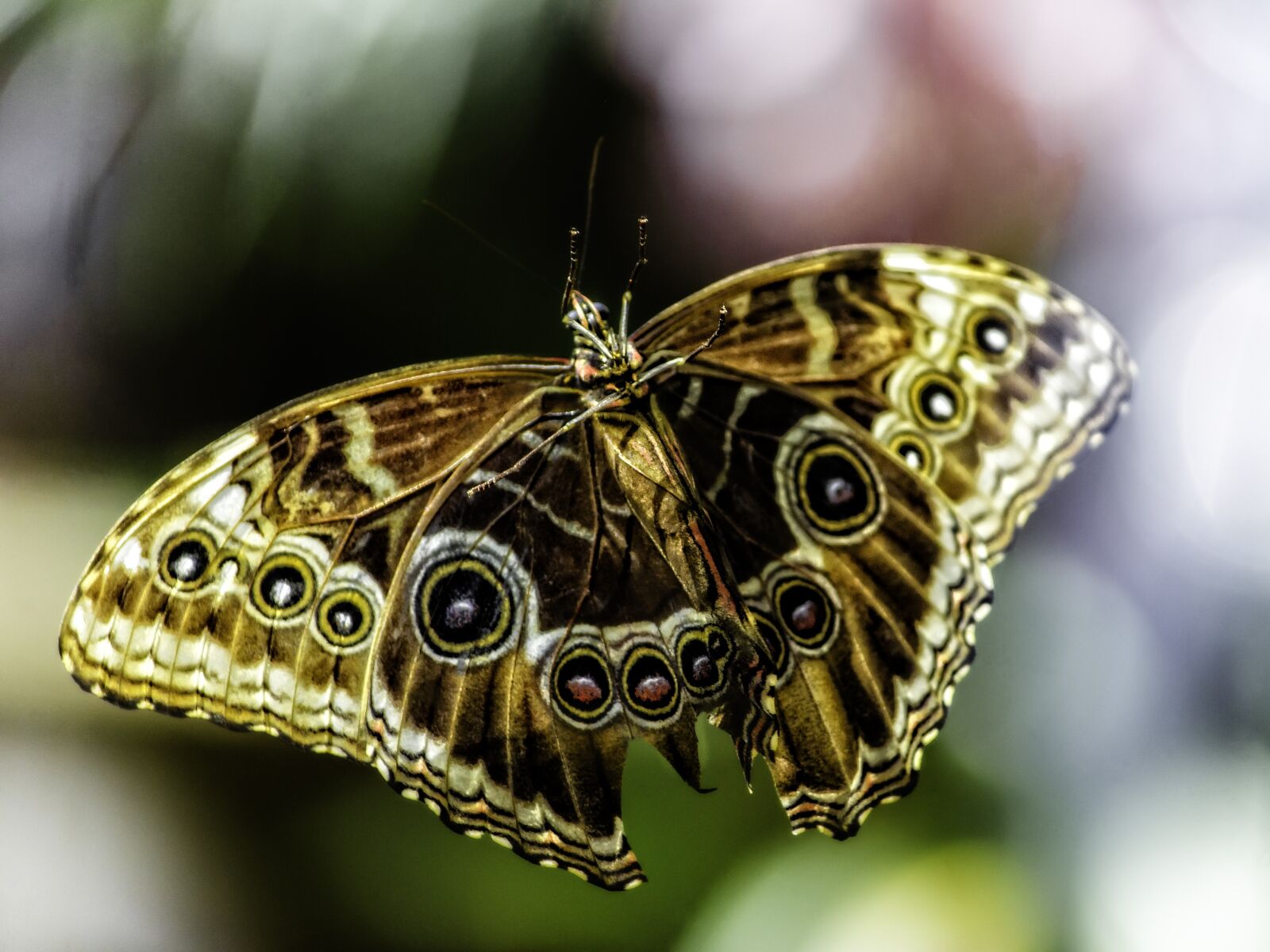 Nikon D5100 sample photo. Butterfly, las vegas, bellagio photography