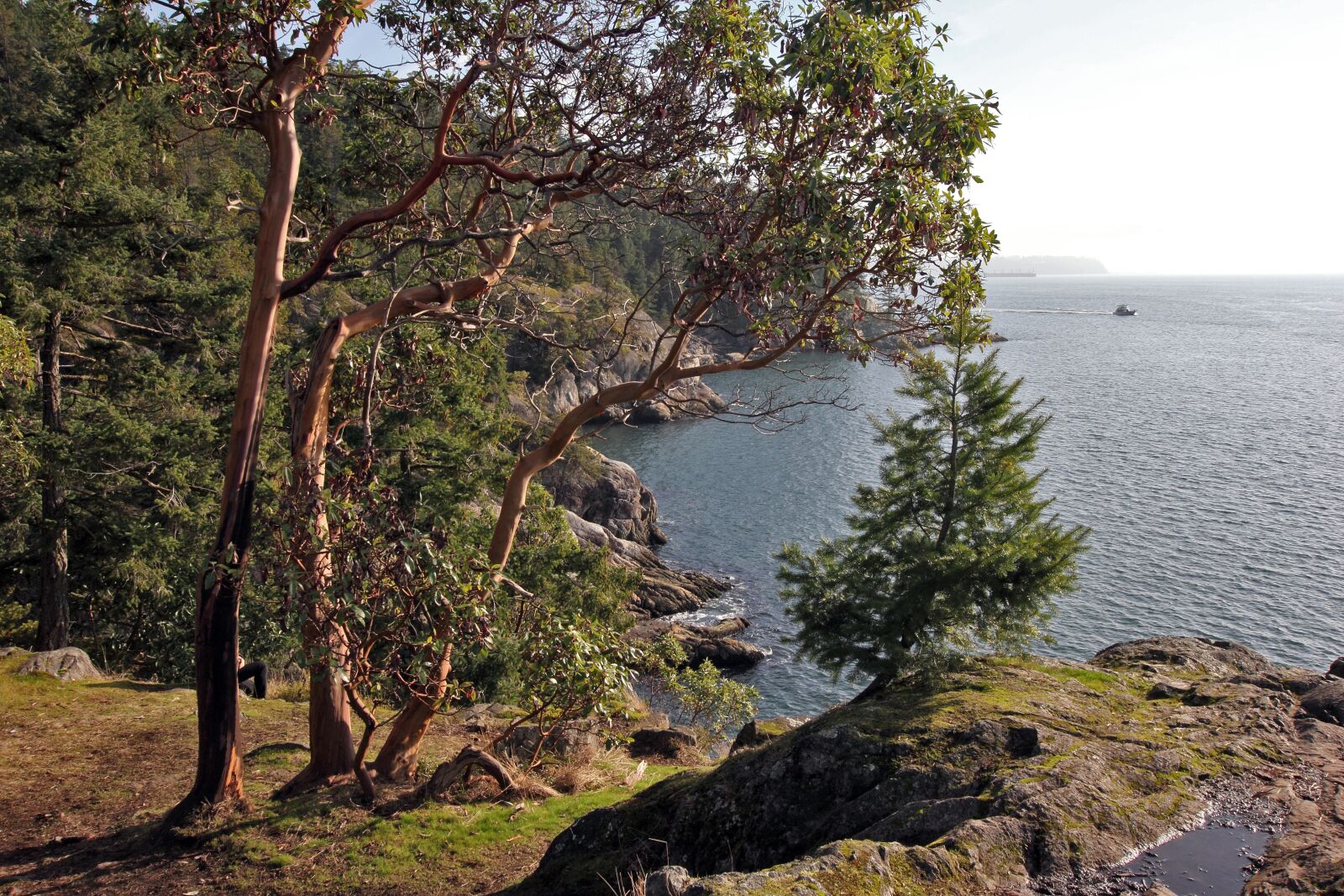 Canon EOS 60D sample photo. Cliff, ocean, trees photography