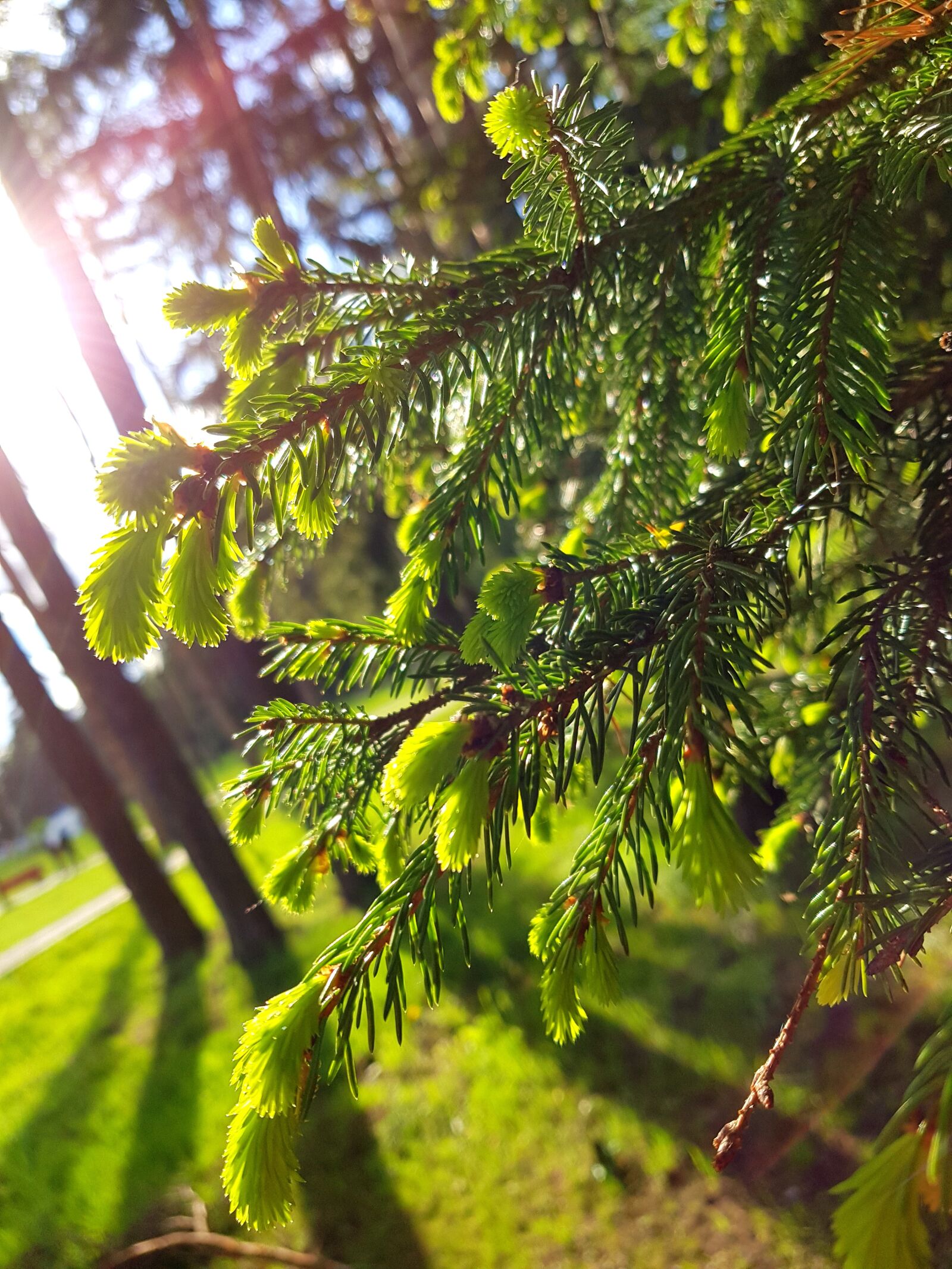 Samsung Galaxy S8+ sample photo. Forest, nature, stroll photography