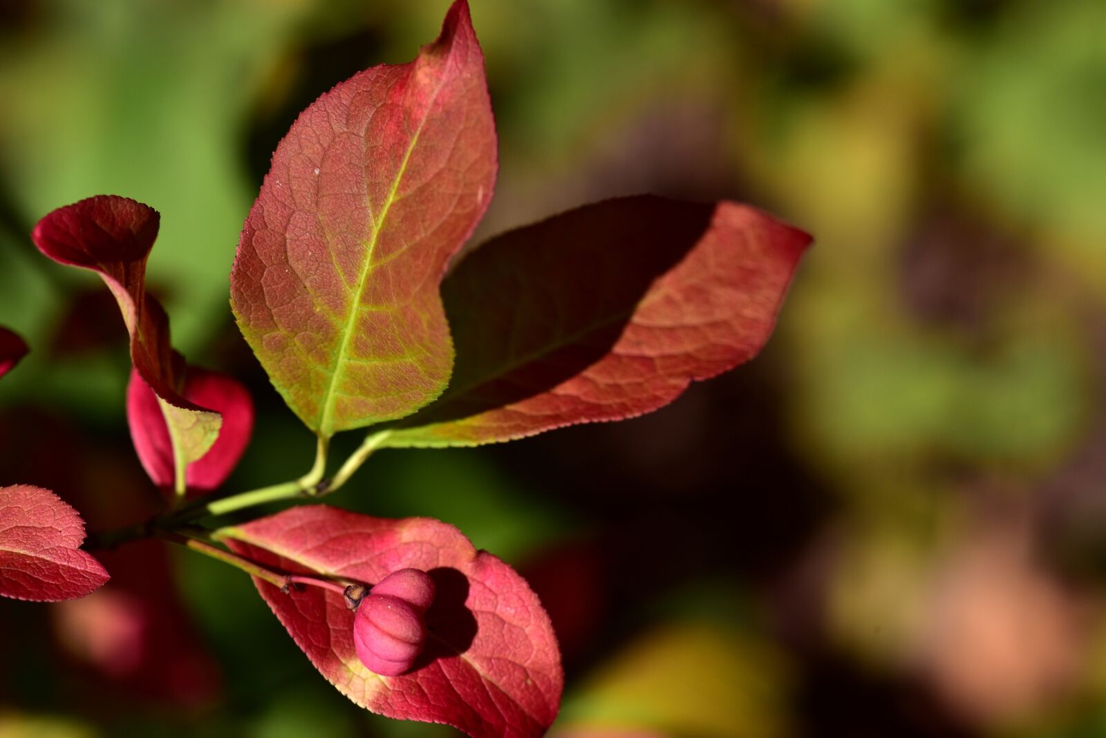 Nikon D750 sample photo. Autumn, fall foliage, leaves photography