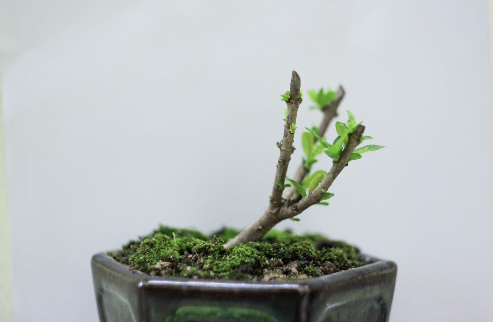 Canon EOS 50D sample photo. Bonsai, mini tree, tree photography