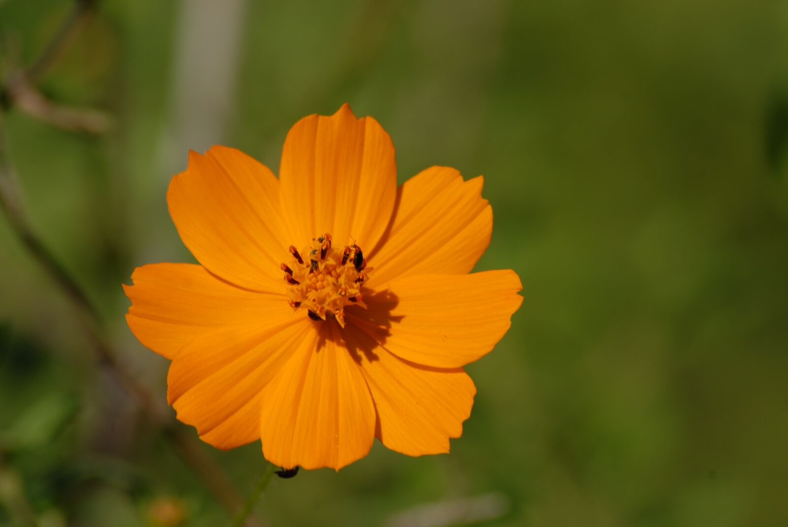 Nikon D200 sample photo. Yellow flower, small flower photography