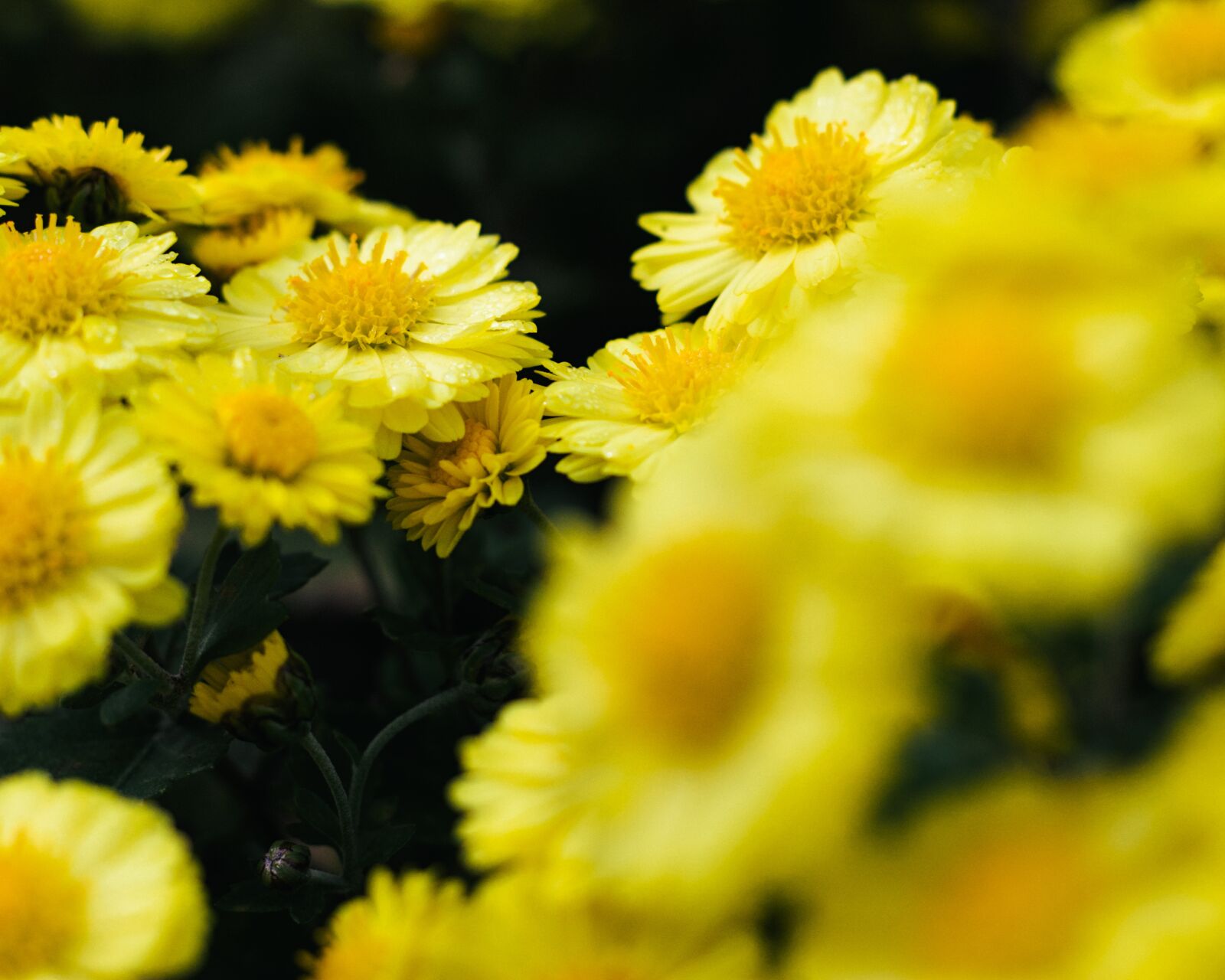 Canon EOS 200D (EOS Rebel SL2 / EOS Kiss X9) sample photo. Chrysanthemum, yellow, flowers photography
