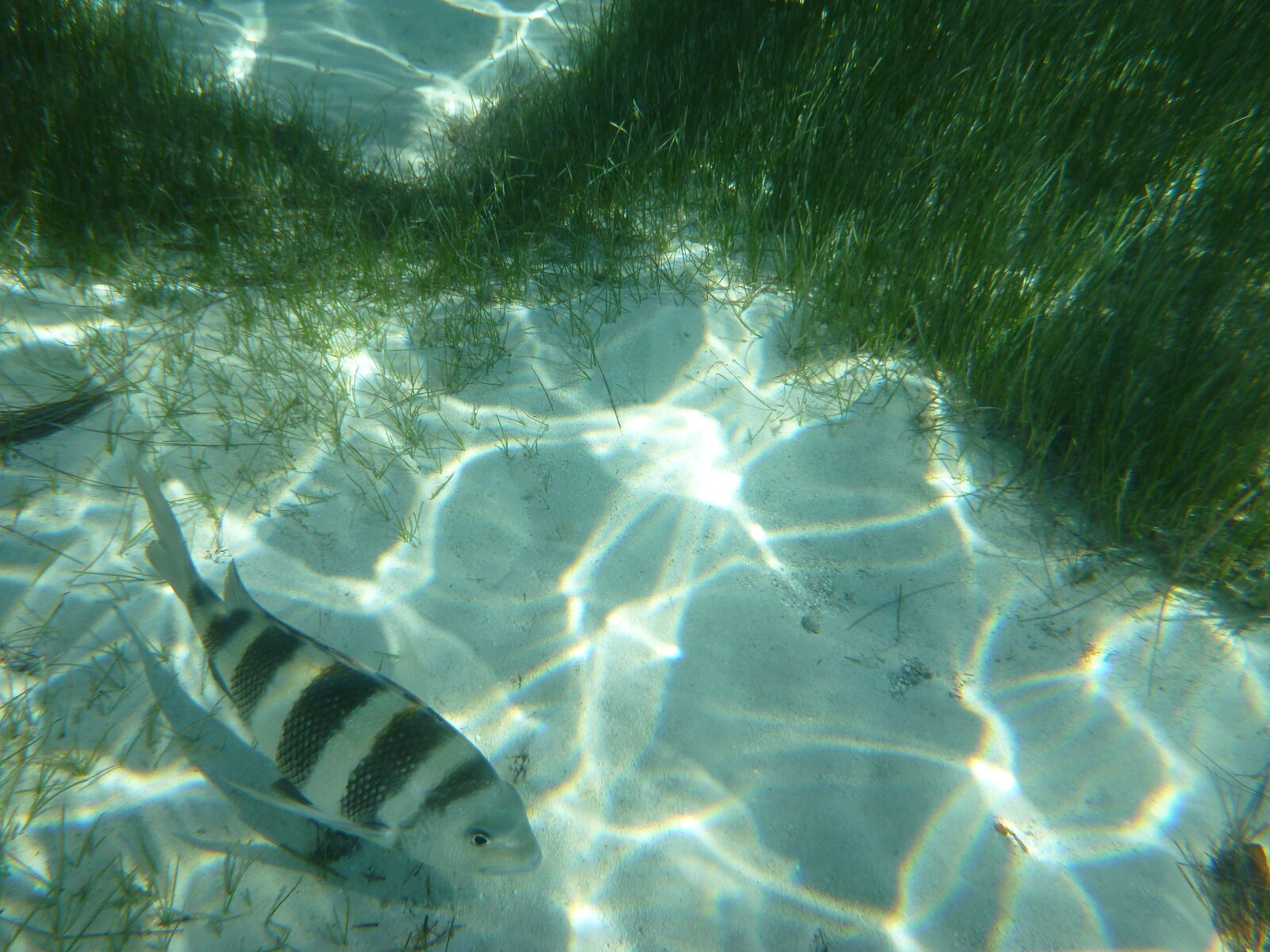 Panasonic DMC-TS4 sample photo. Fish, tropical, underwater photography