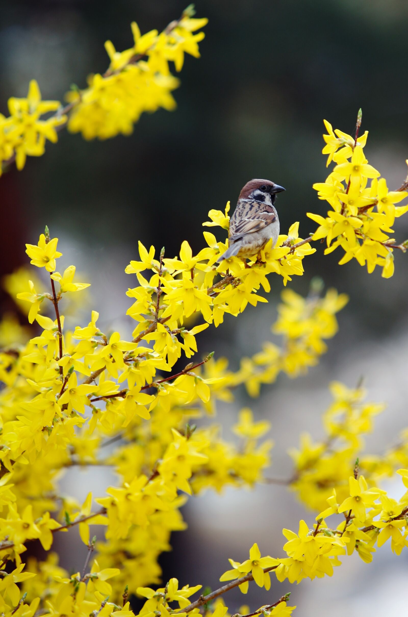 Canon EOS 5D sample photo. Forsythia, sparrow, birds photography
