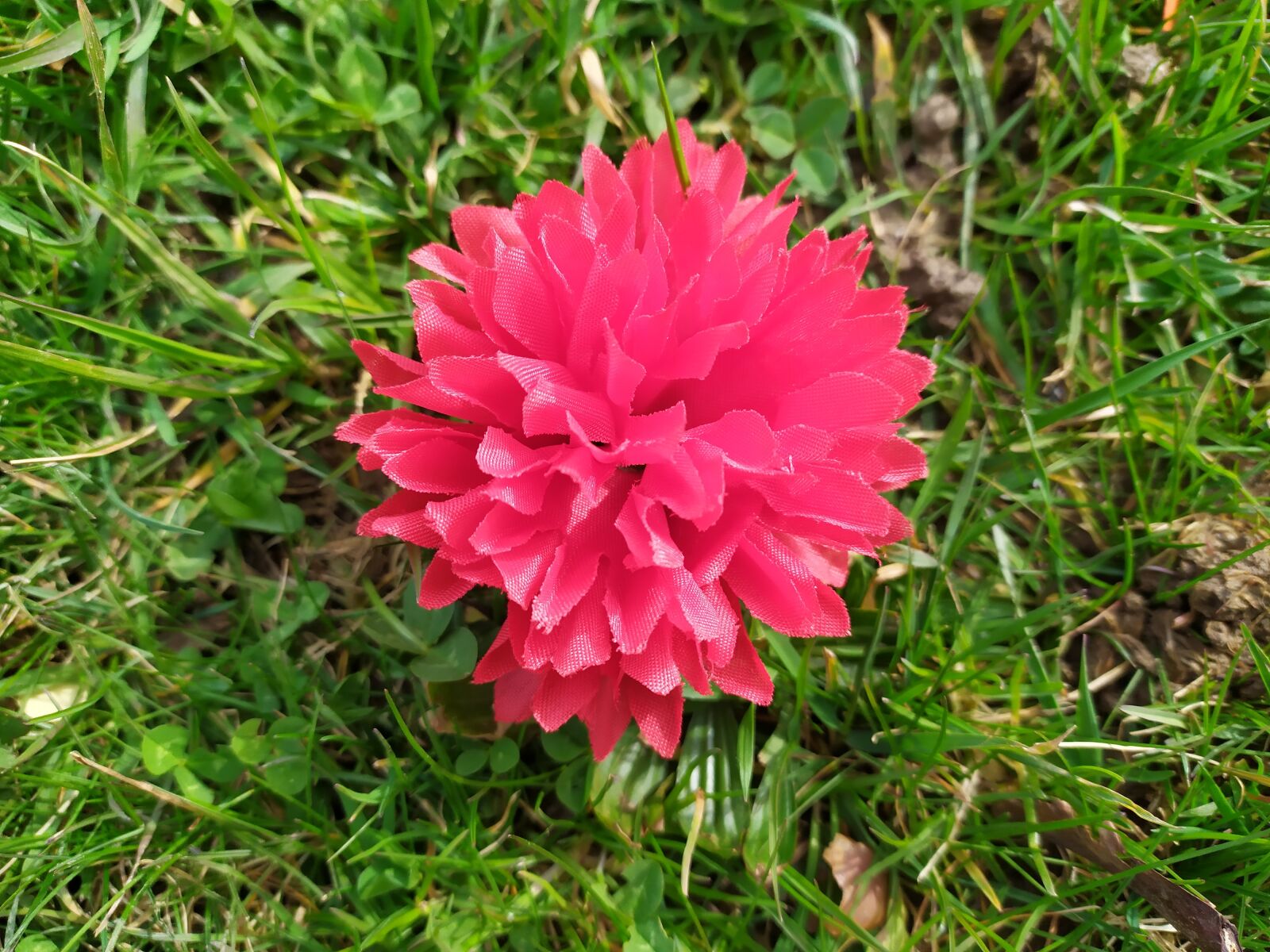 Xiaomi Redmi Note 7 sample photo. Flower, pink, nature photography