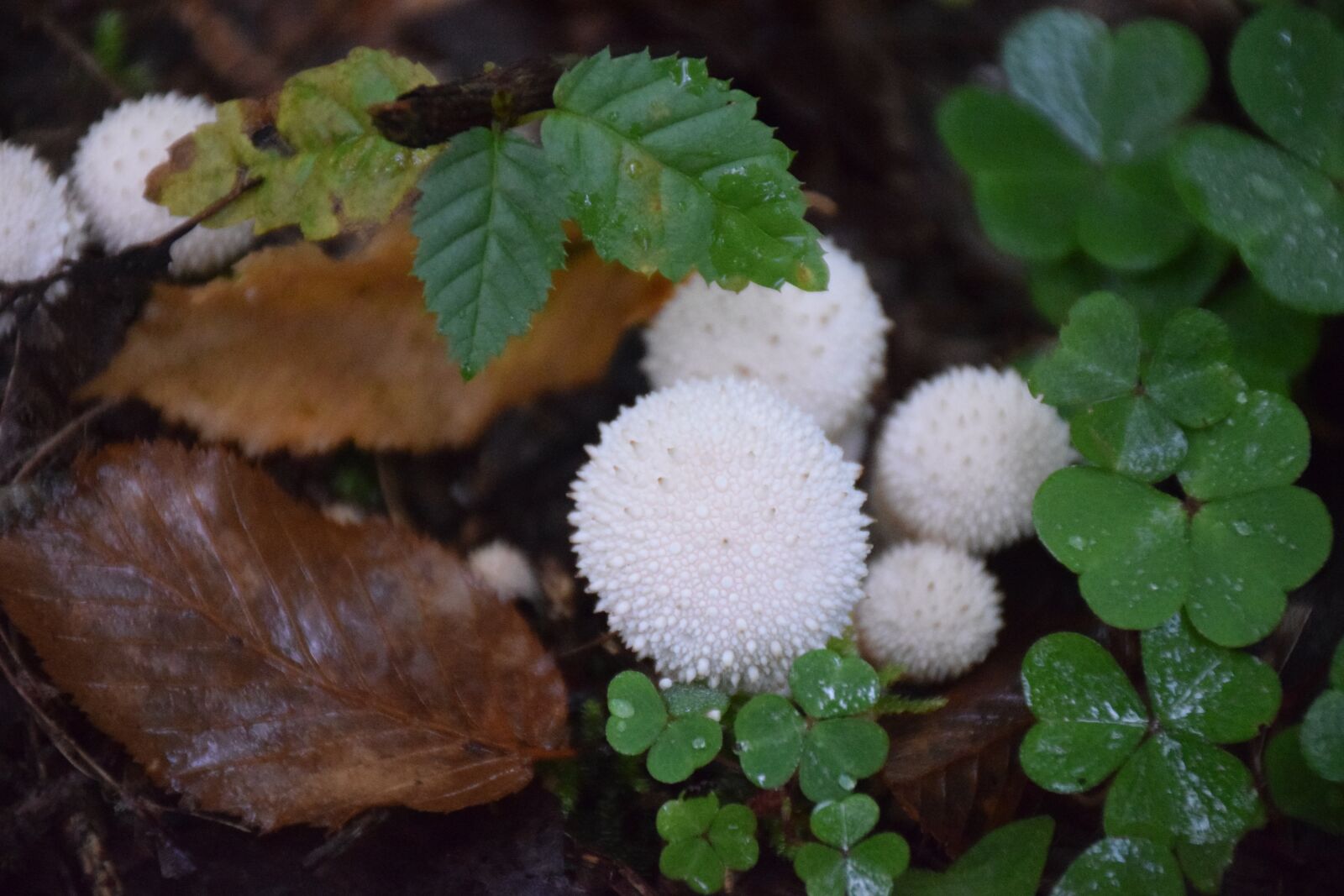 Nikon D5300 sample photo. Forest, floor, nature photography