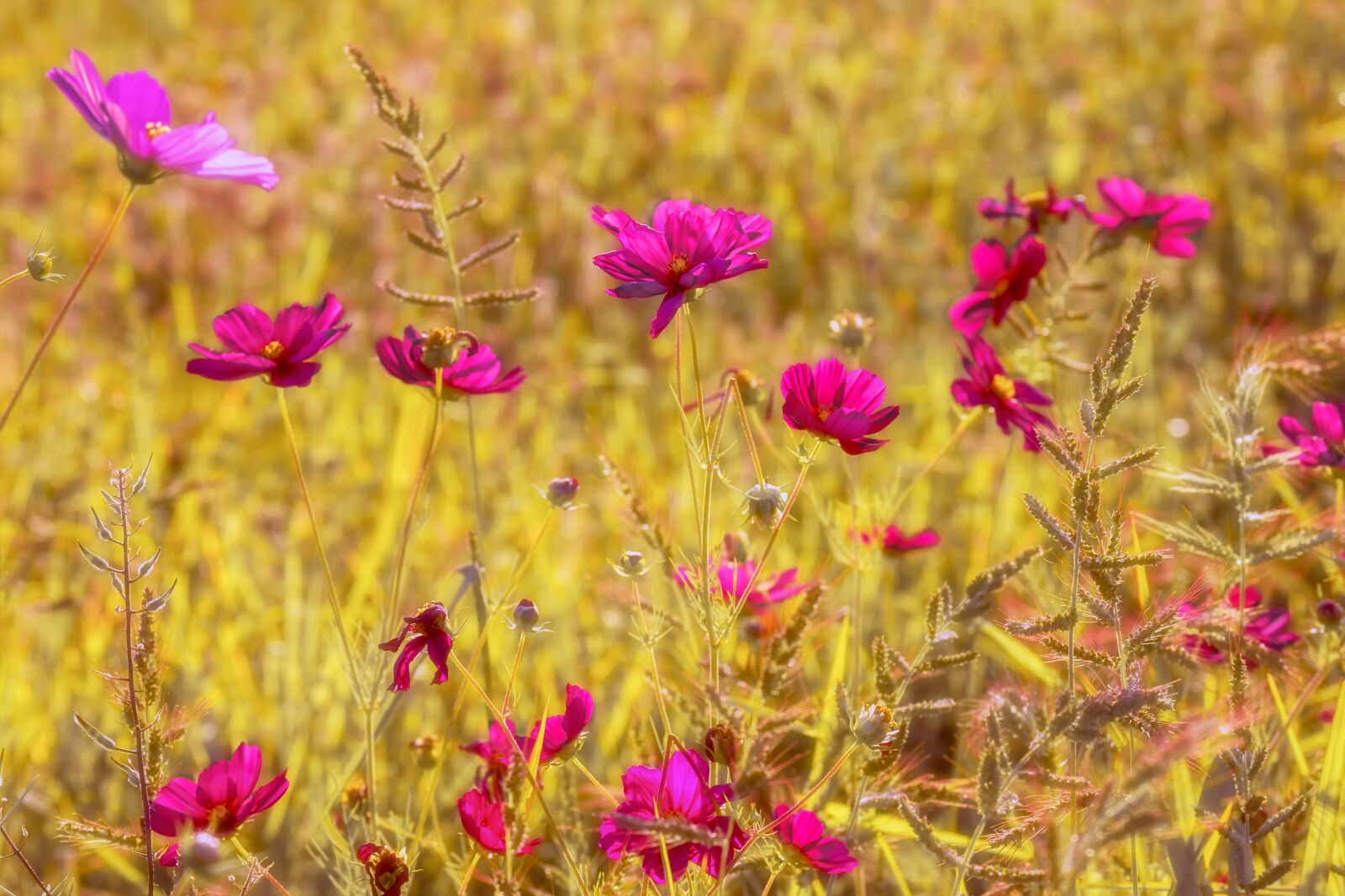 Fujifilm XF 55-200mm F3.5-4.8 R LM OIS sample photo. Cosmea, flowers, bloom photography