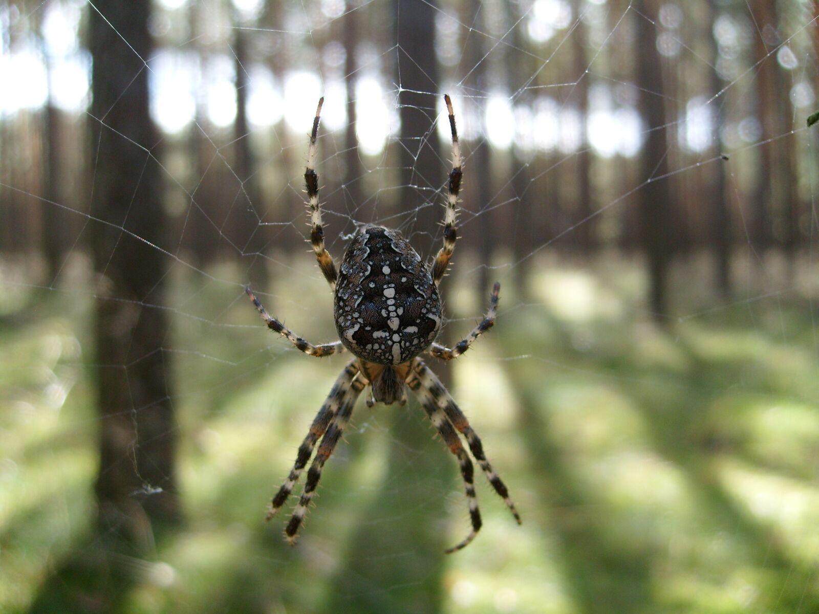 Samsung KENOX S730  / Samsung S730 sample photo. Spider, macro, cobweb photography