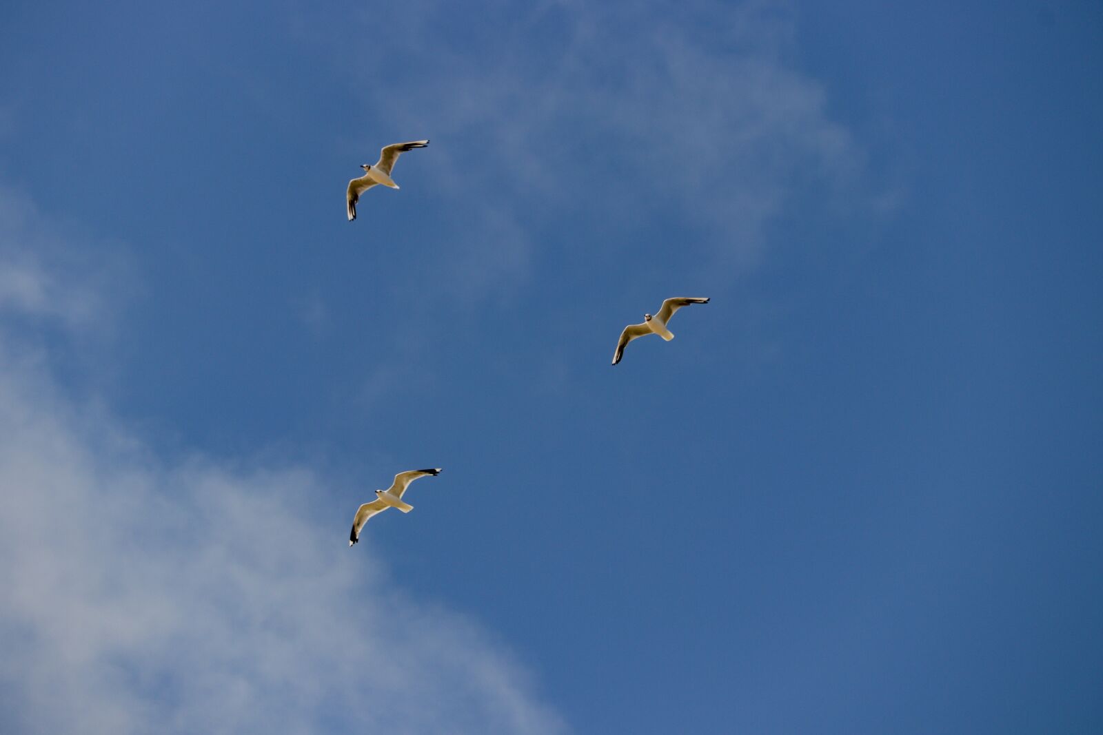 Canon EOS 80D + Canon EF-S 55-250mm F4-5.6 IS STM sample photo. Gulls, seagull, formation photography