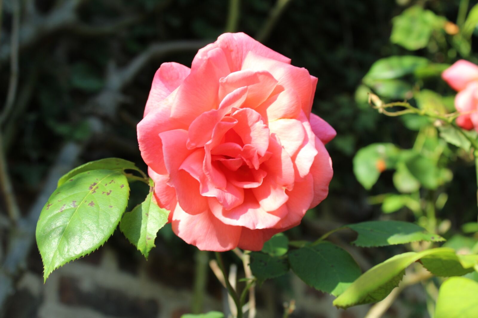 Canon EOS 1300D (EOS Rebel T6 / EOS Kiss X80) sample photo. Flowers, rose, pink photography