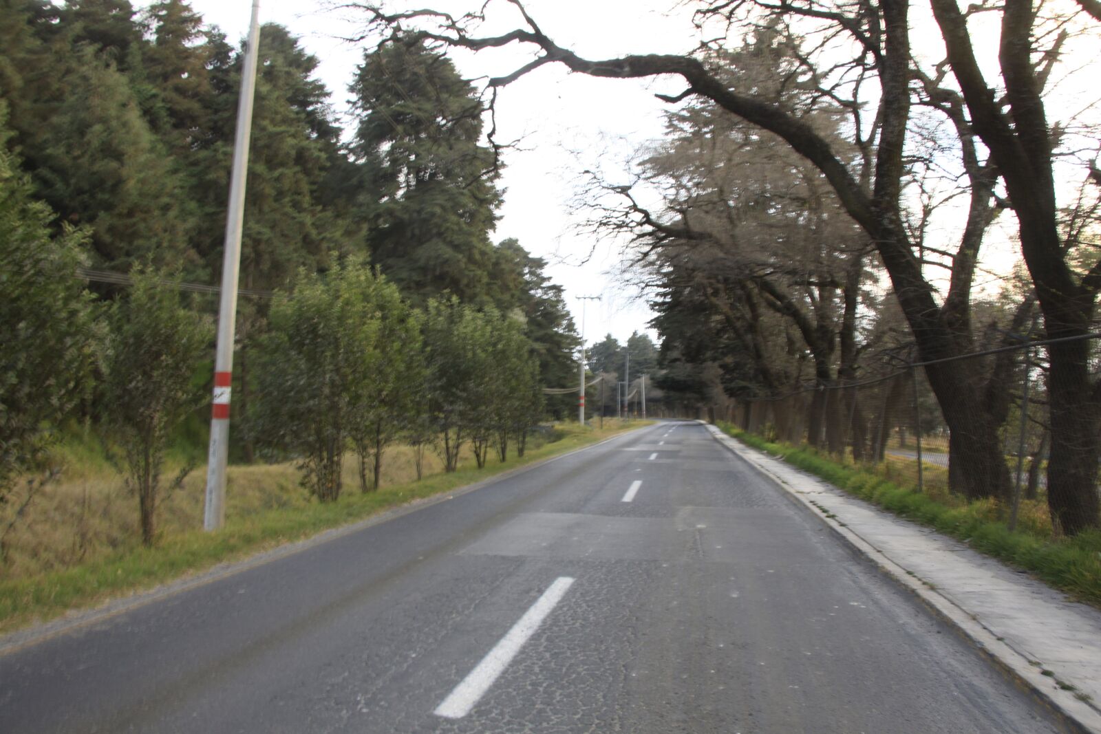 Canon EOS 500D (EOS Rebel T1i / EOS Kiss X3) sample photo. Path, trees, forest photography