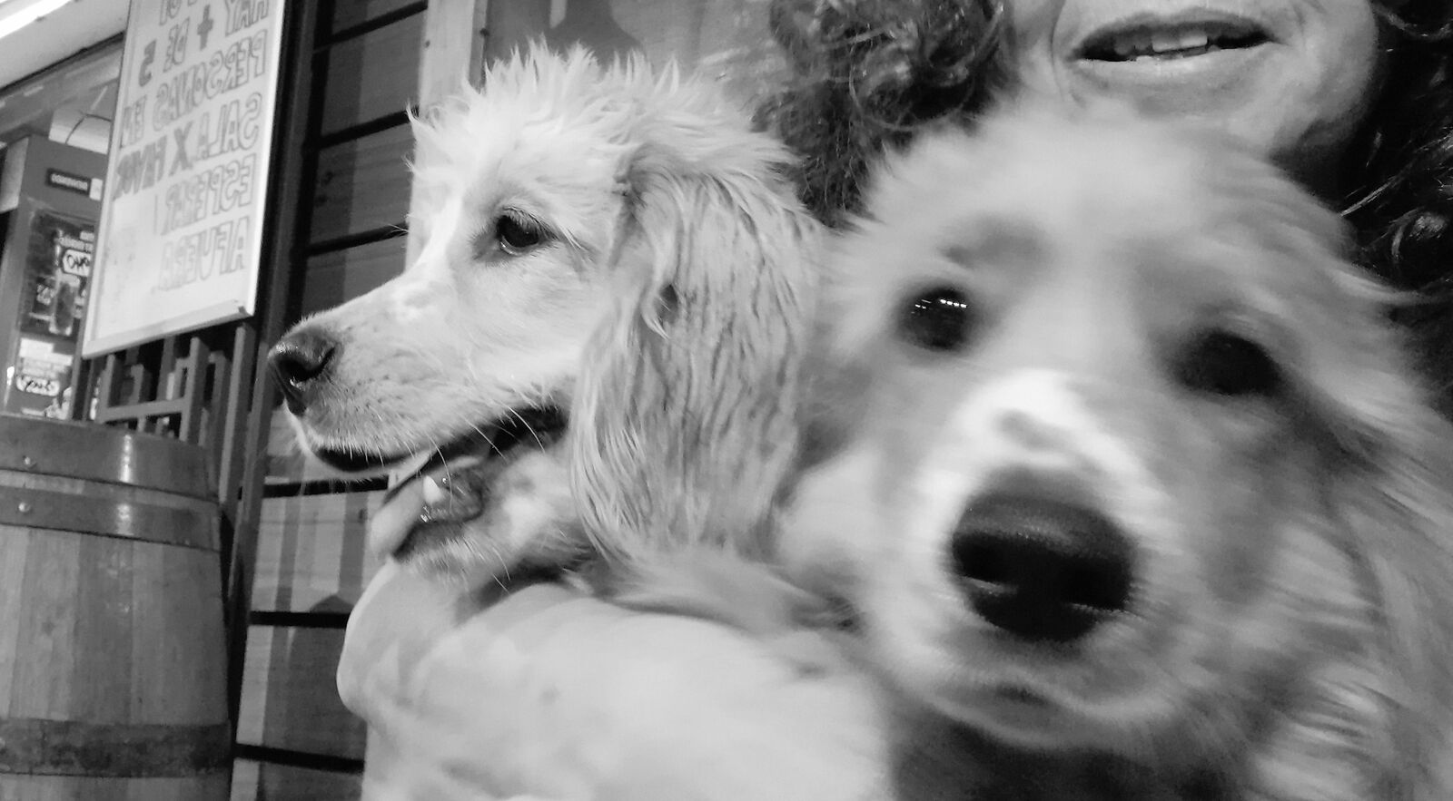 HUAWEI P30 LITE sample photo. Dogs, pet, animals photography