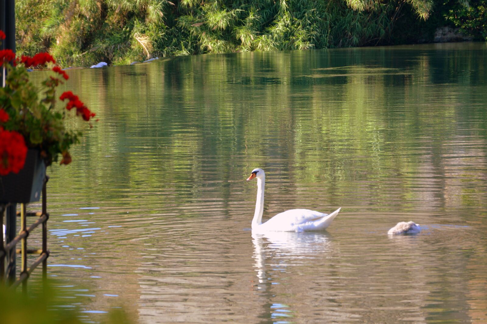 Nikon D7100 sample photo. Swan, family, lake photography