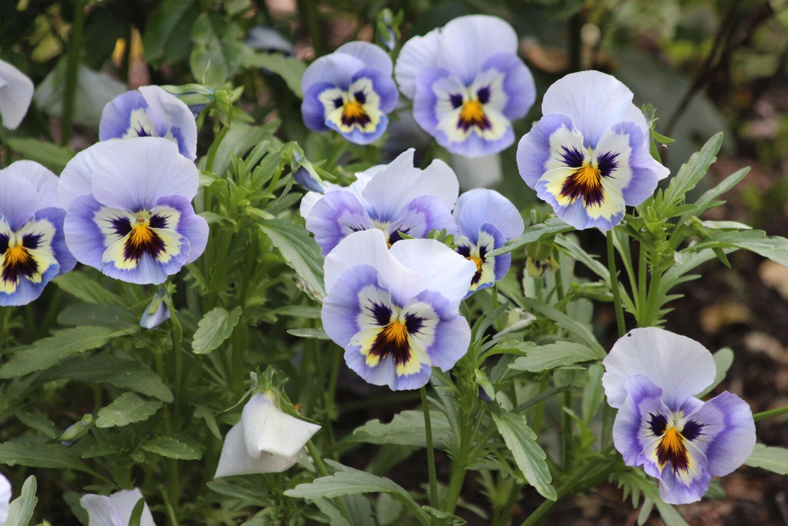 Canon EOS 650D (EOS Rebel T4i / EOS Kiss X6i) sample photo. Violet, viola tricolor, pansies photography