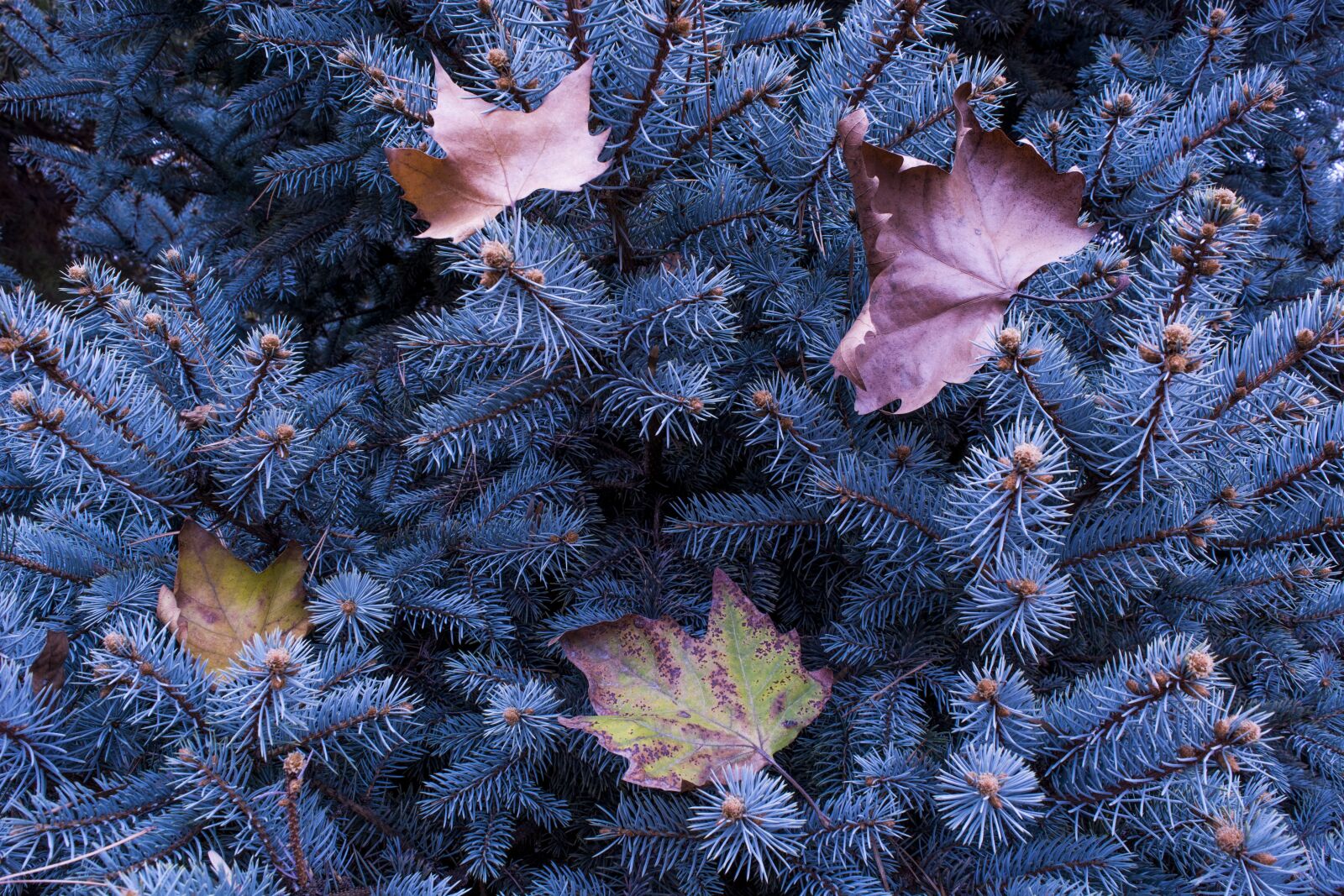 Nikon D5200 sample photo. Leaves, christmas tree, christmas photography